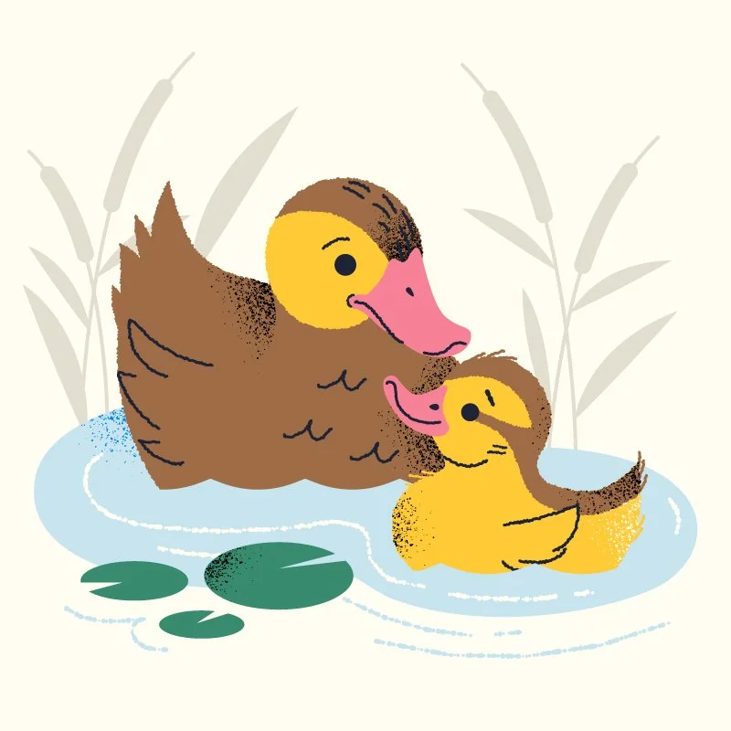 ducks-4.jpg