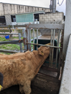 Circularity in the apple supply chain: is there a role for livestock?&nbsp;