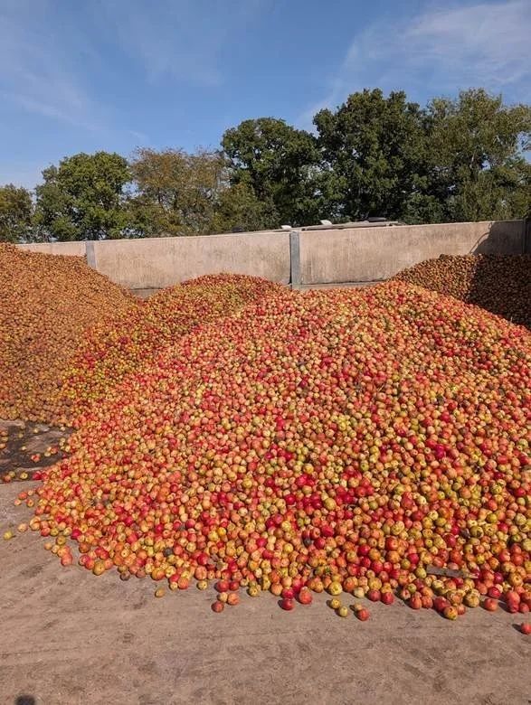 Apples.jpg