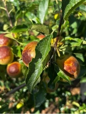 Understanding the apple supply-chain and trying to model it