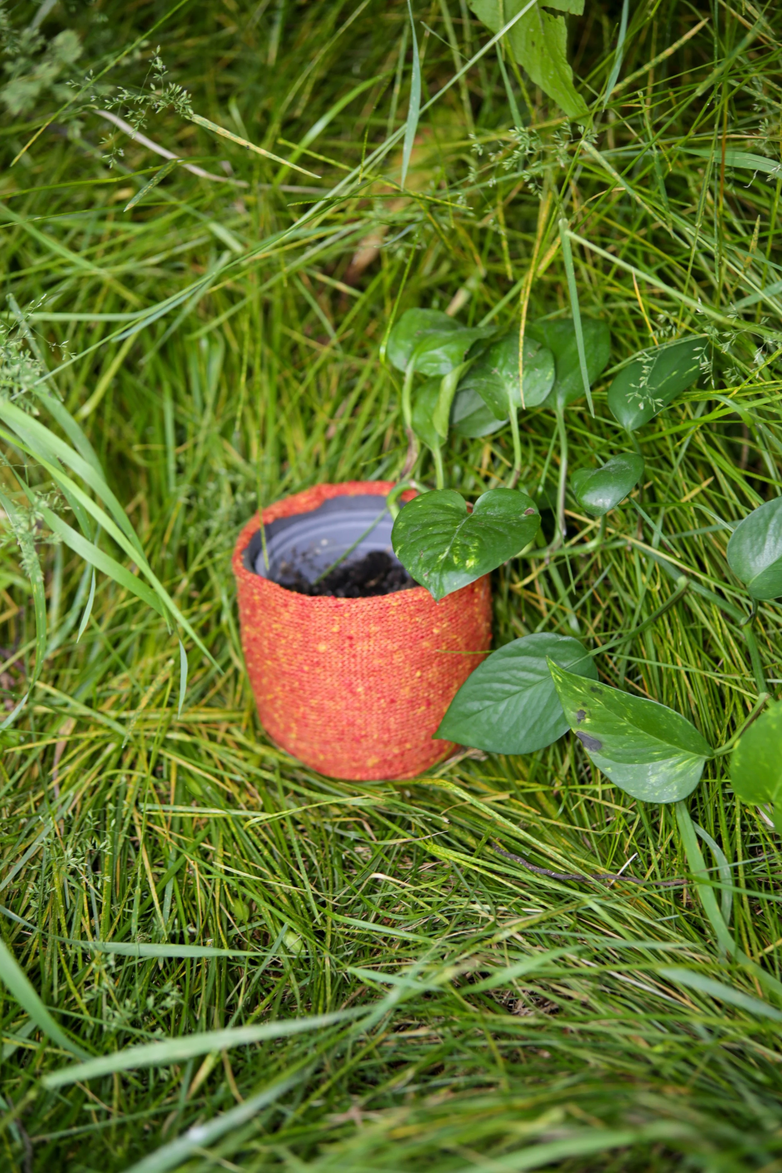 A cylindrical red fabric planter containing soil, surrounded by tall green grass and a vine with heart-shaped leaves.