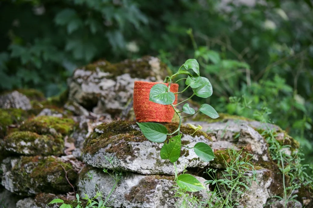 A small knitted potted plant with green leaves growing on rocks covered in moss in a forest setting.