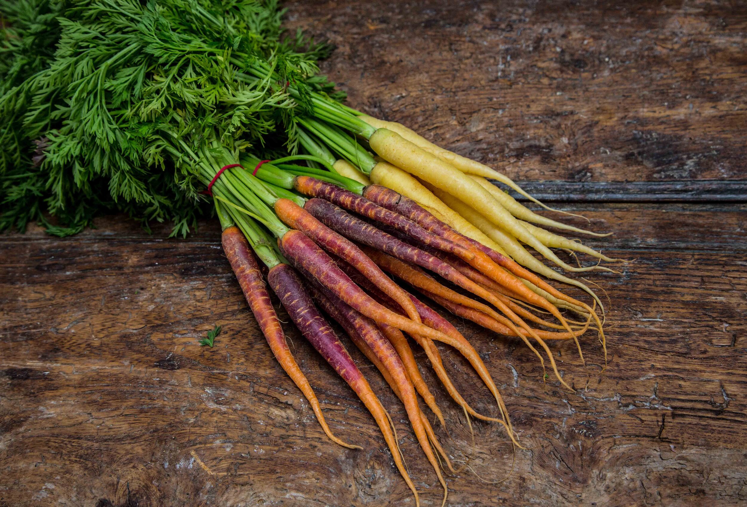 carrots.jpeg