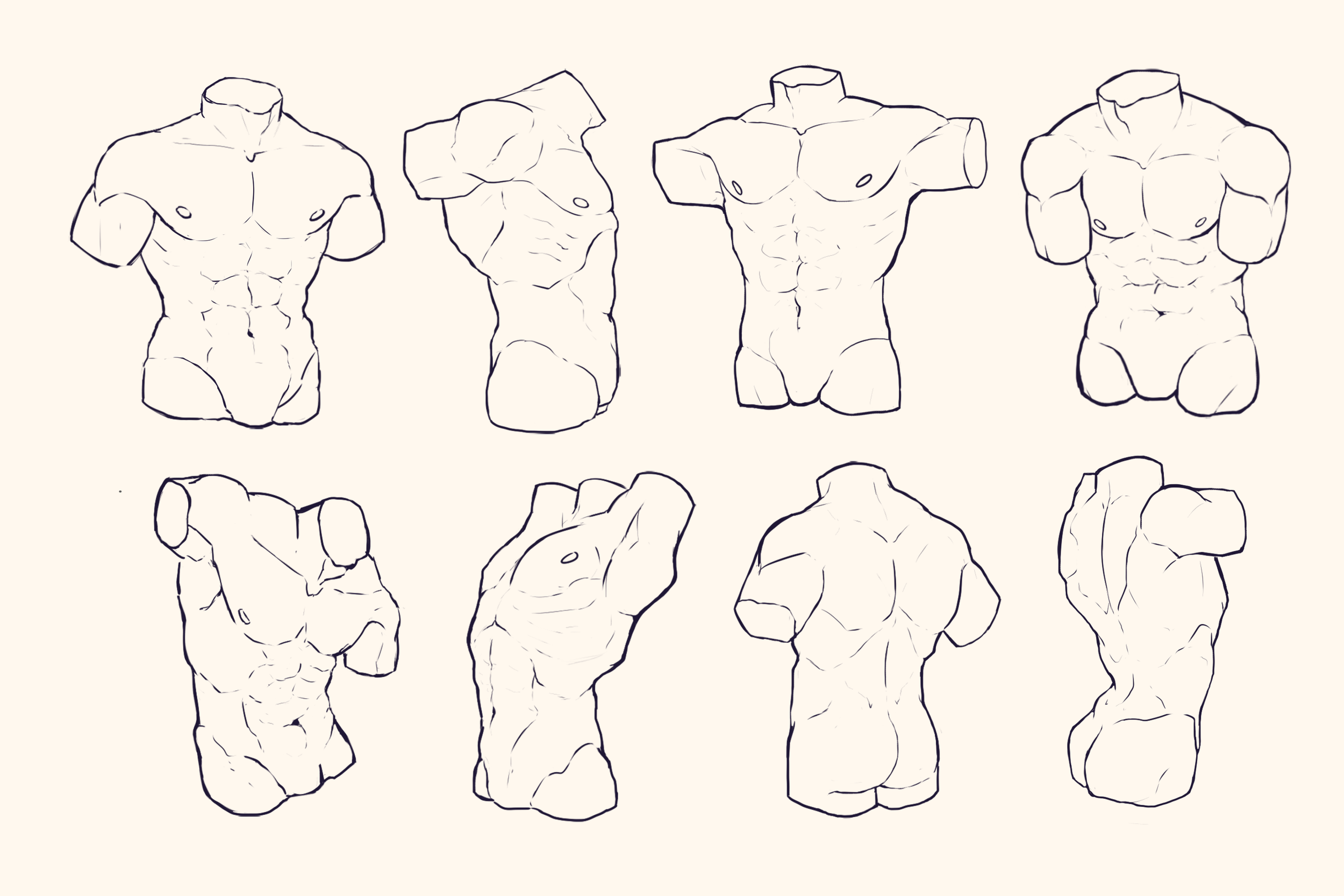 male torso anatomy study