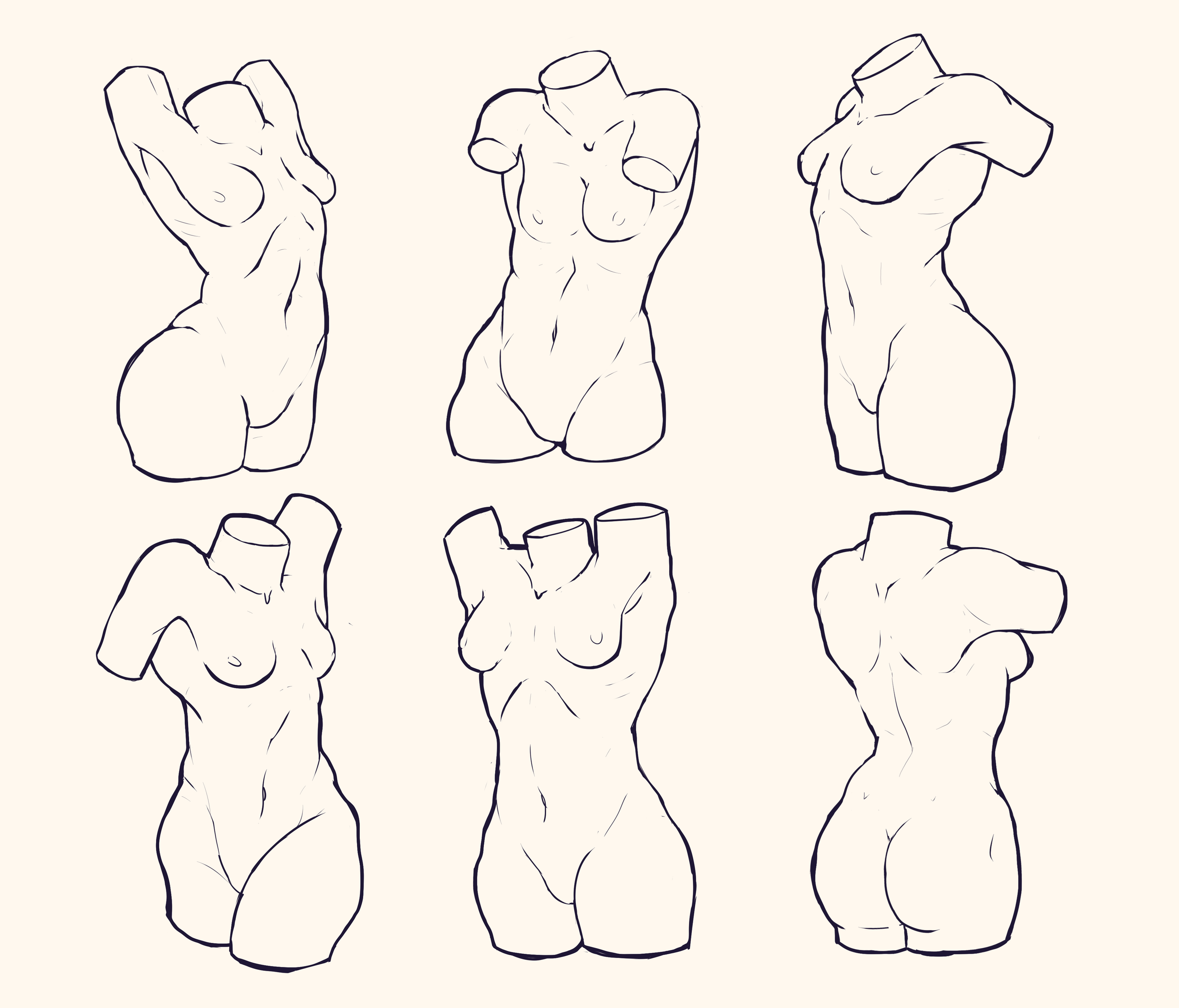 female torso anatomy study