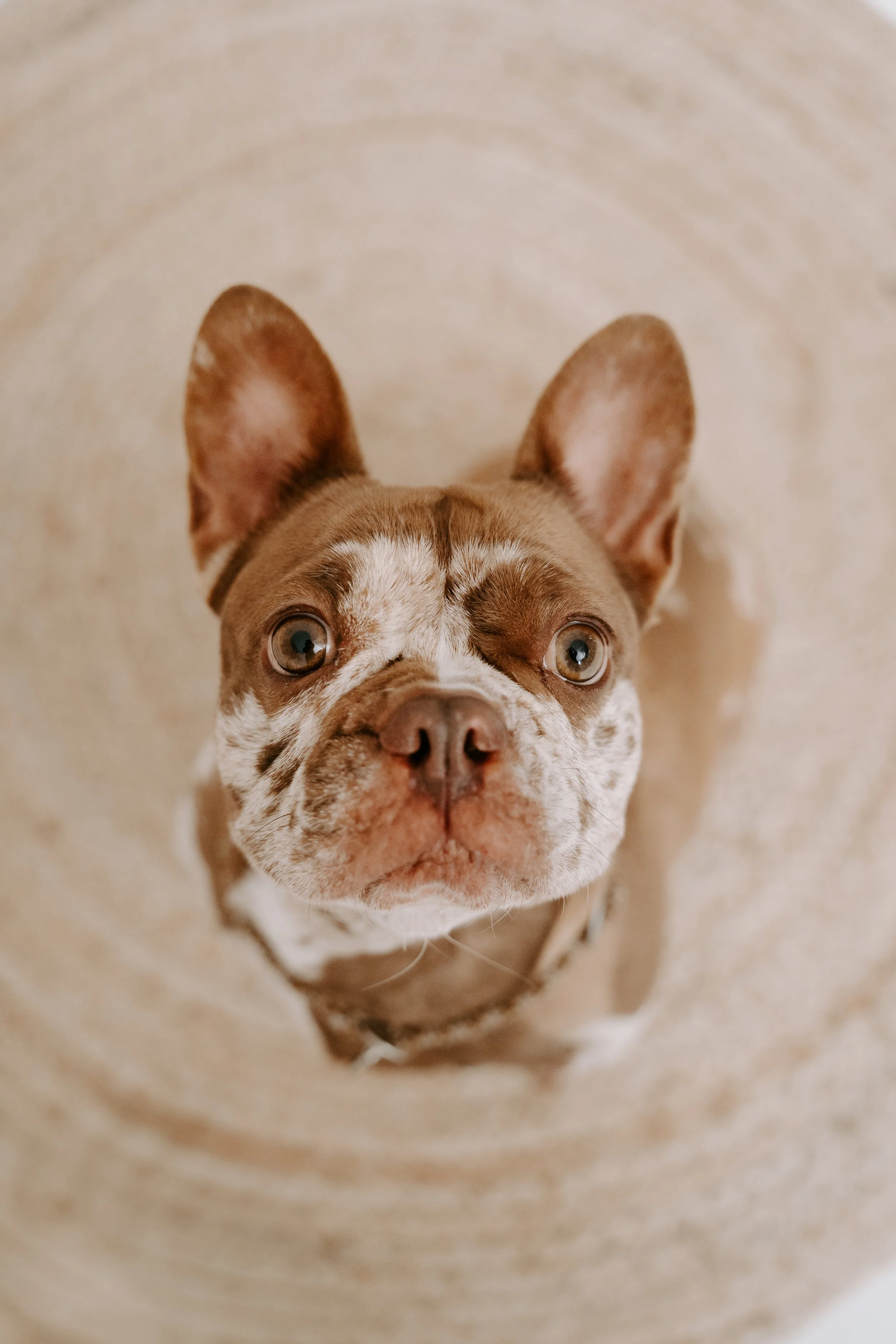 Hundeshooting Köln  (1 von 95).jpg