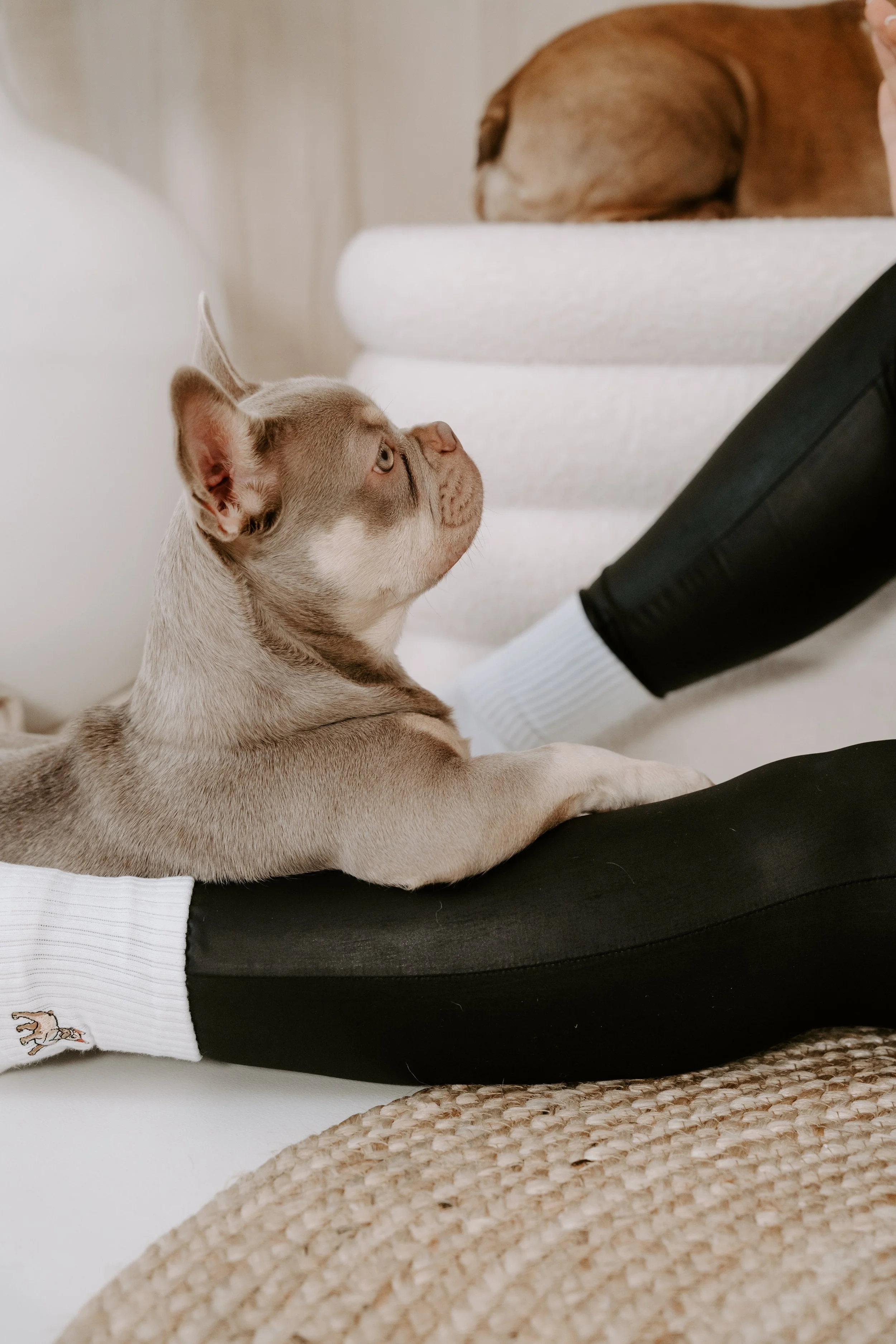 Hundeshooting Köln  (81 von 95).jpg