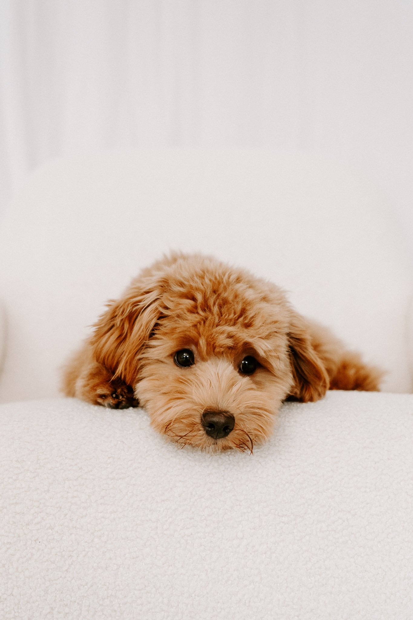 Hundeshooting im Tageslichtstudio Bergisch Gladbach