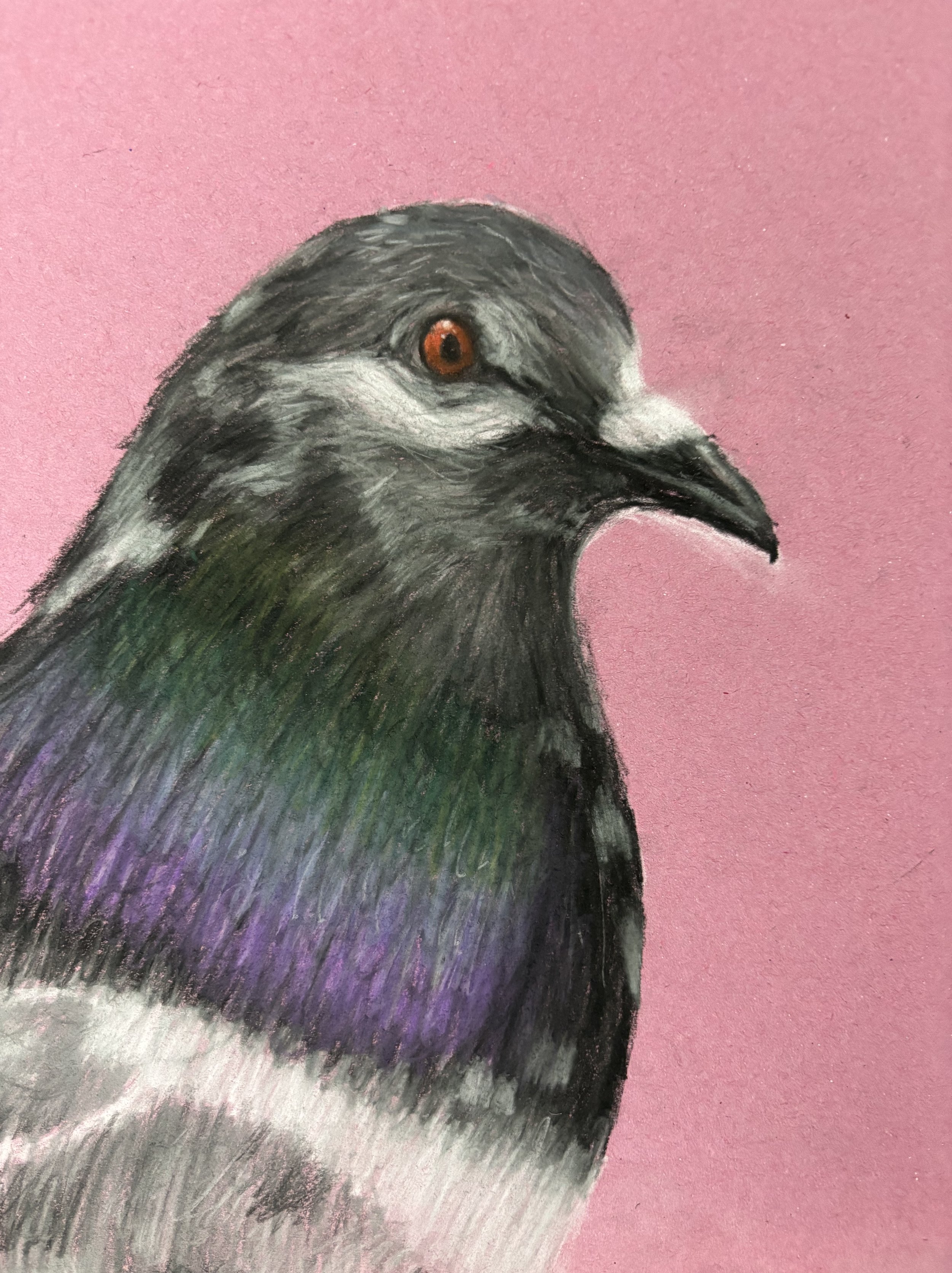 Colourful dry pastel drawing of a pigeon with a pink background.