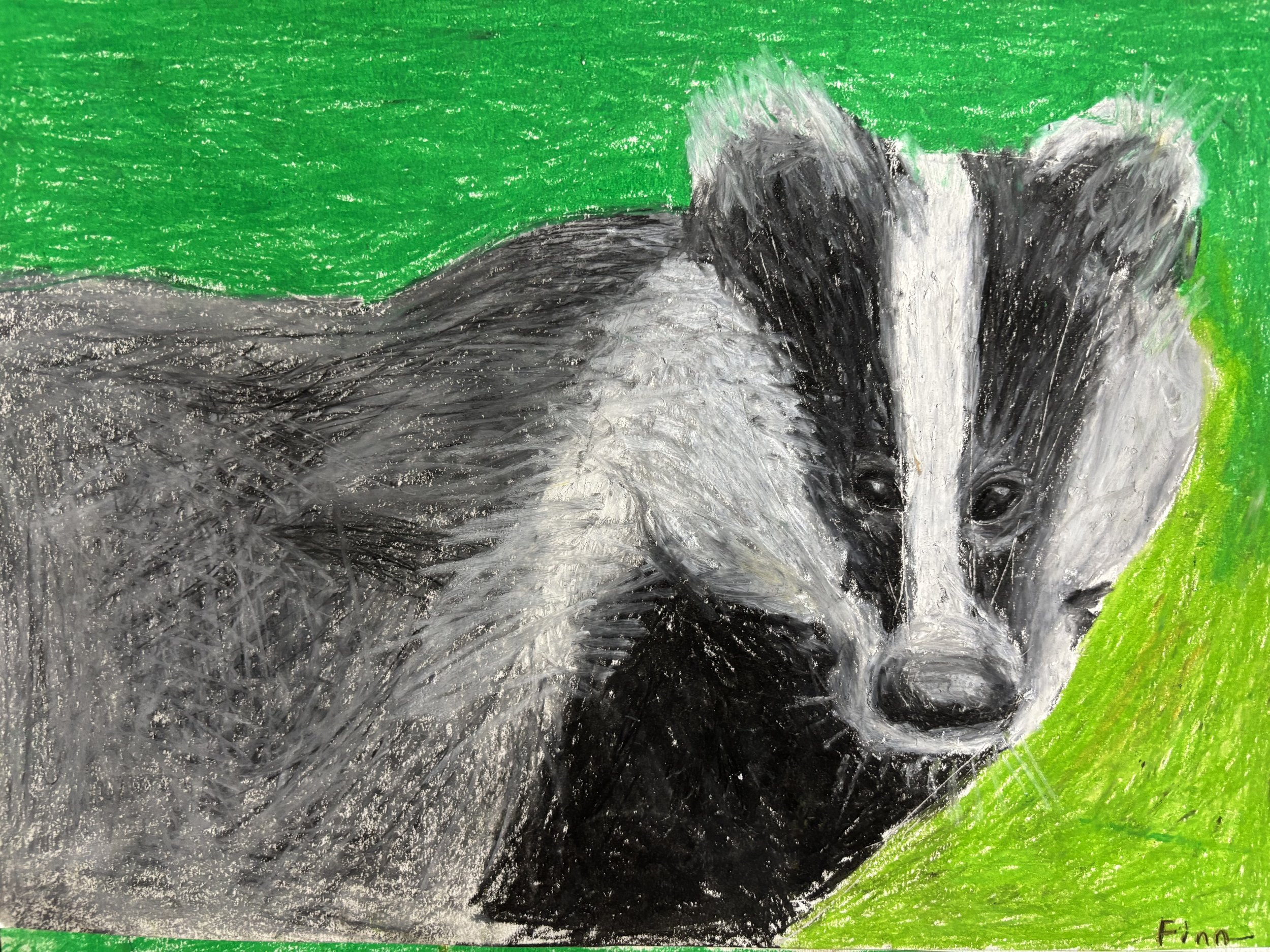 A drawing of a skunk with black and white fur, lying on a green background.