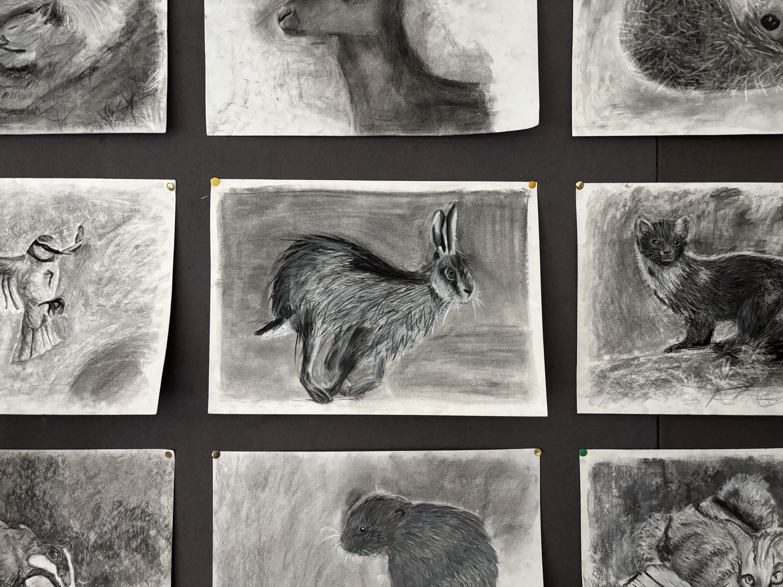 A collection of black and white sketches of various animals, including a rabbit, a bird, a ferret, a whale, and a dog, displayed on a dark wall with some sketches pinned with colorful thumbtacks.