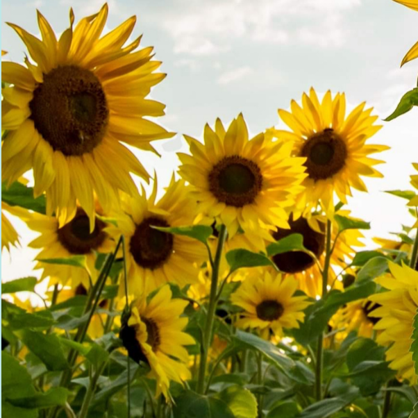 Sunflower bookmark.png (Copy)