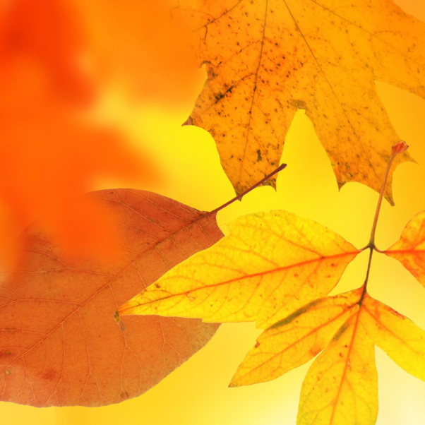 Autumn leaves bookmark.png (Copy)