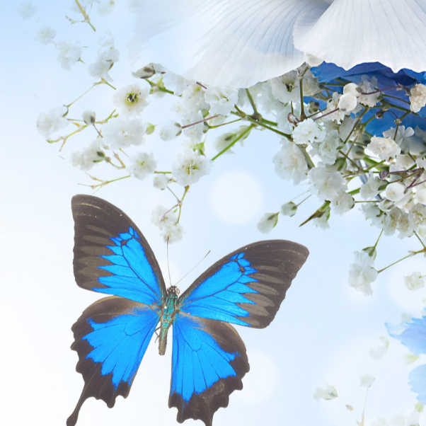 Blue butterfly bookmark.png (Copy)