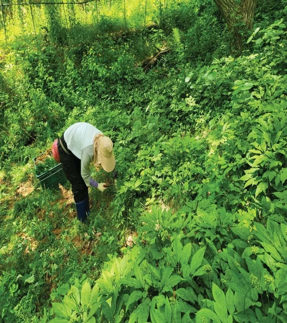 6월 산양삼 수확
