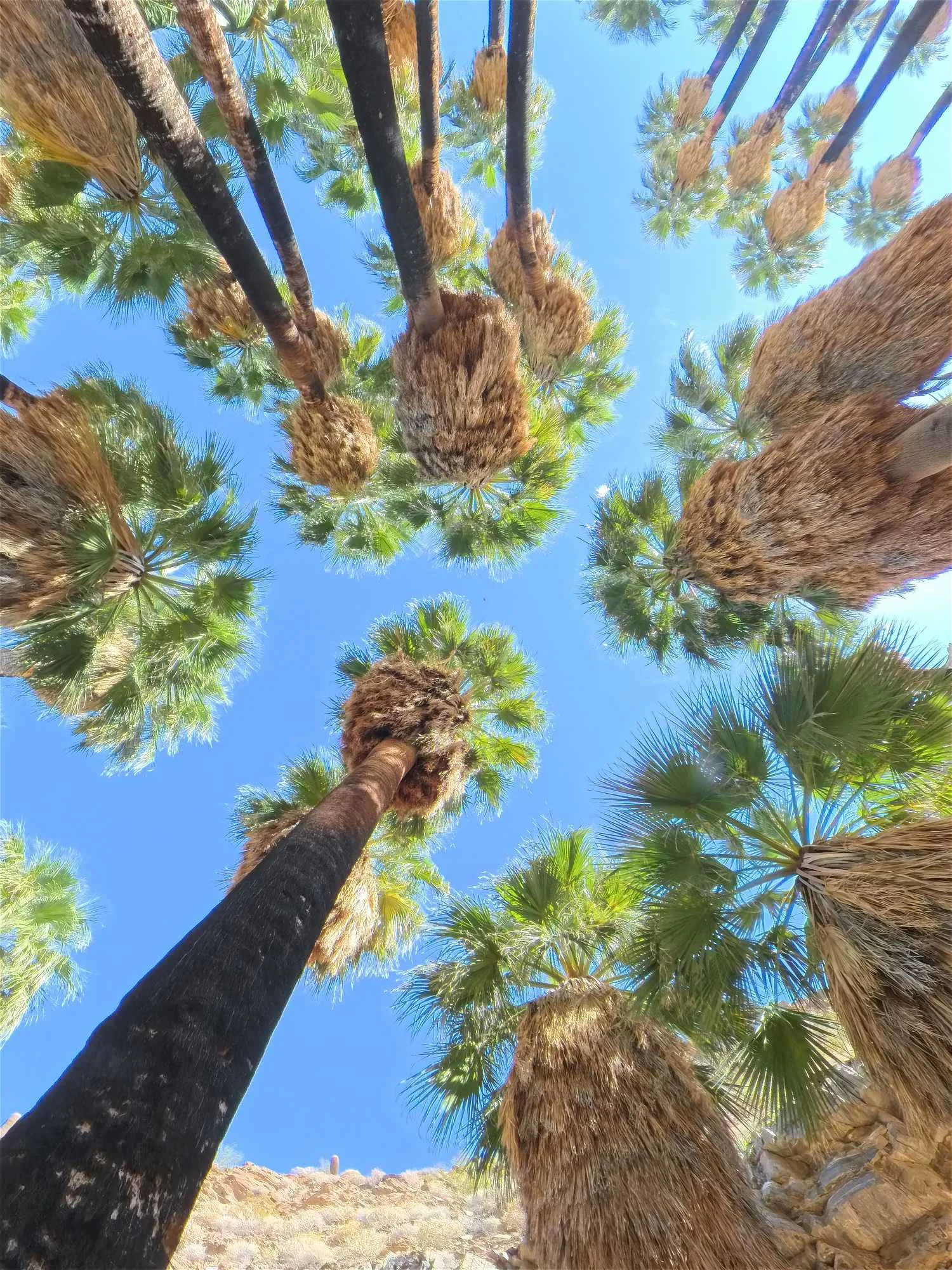Palm Canyon, USA