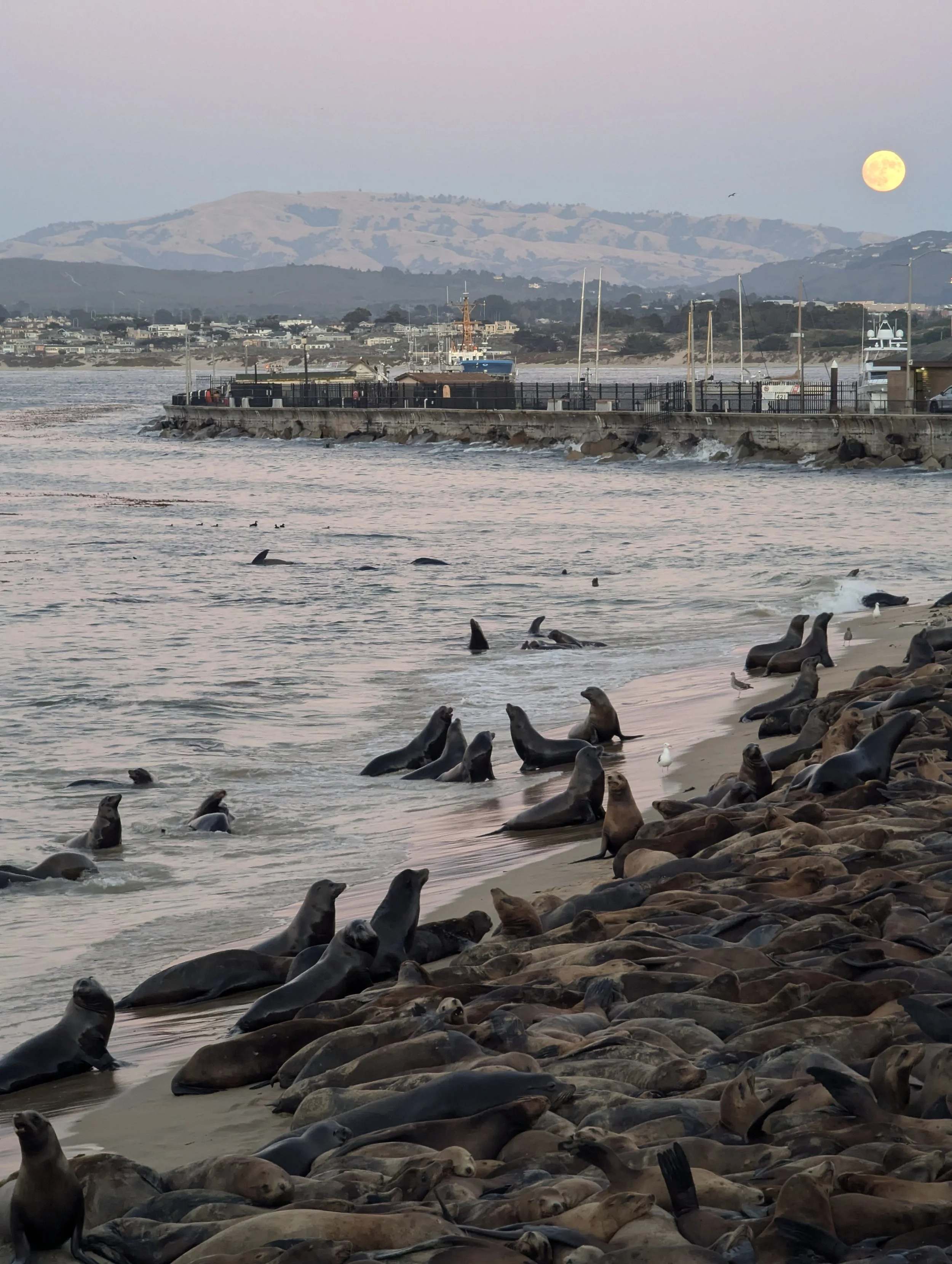 20240818 Monterey