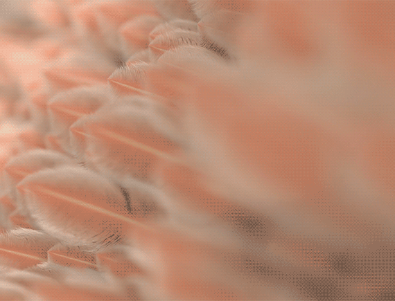 PLEID_Inspirational-2.gif
