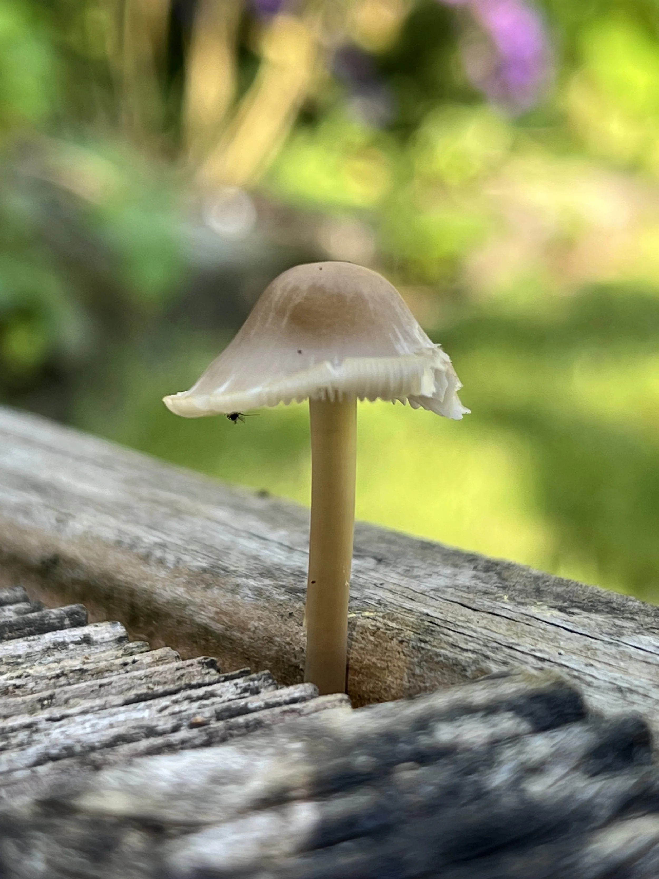 Pilz, der aus einer Holzterasse heauswächst und der Inspiration dient.