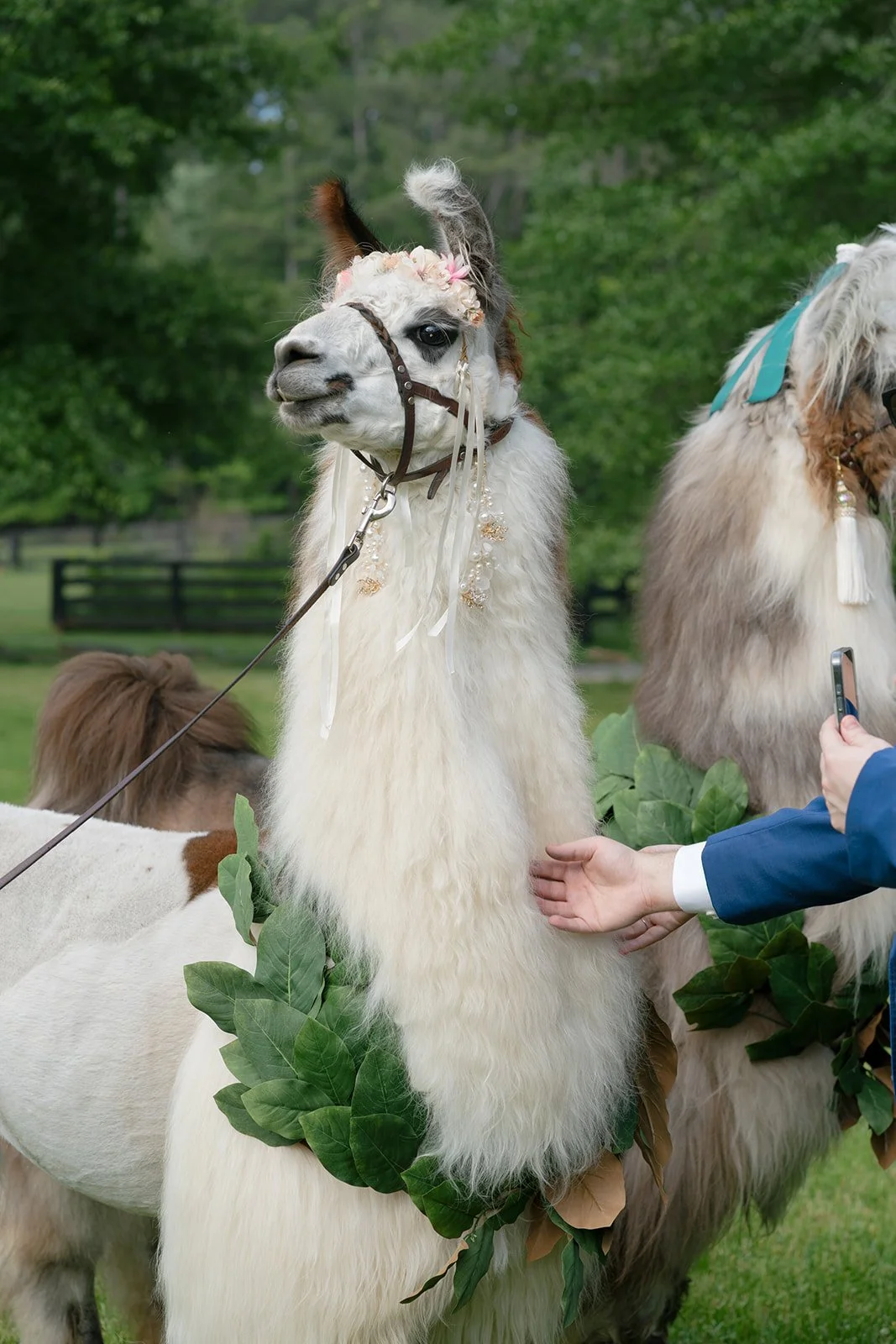 Rachel-Pourchier-Photography-Wedding-Serenbe-destination-photographer_Rubin_Horse58.jpg