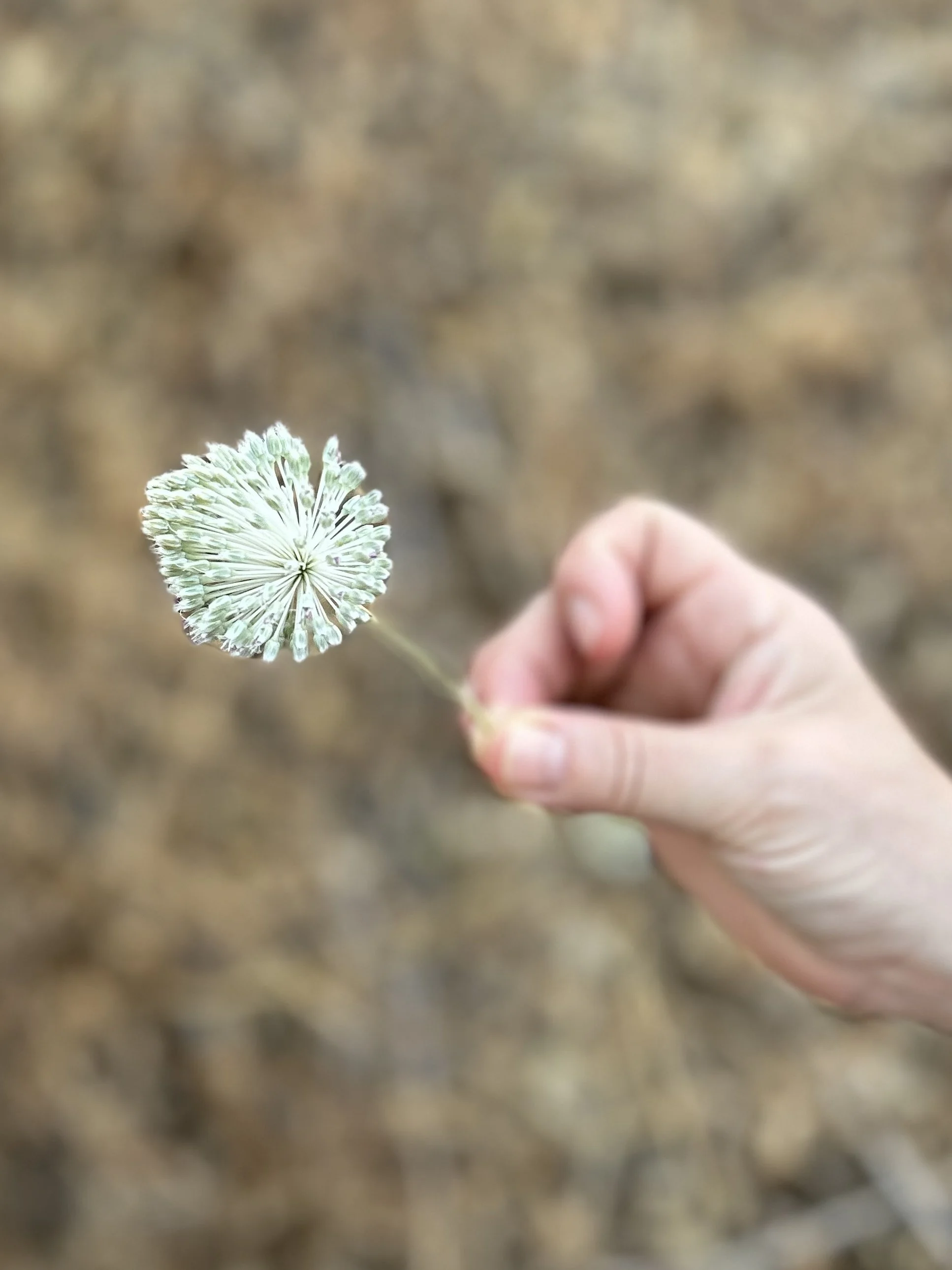 8 Week Coaching Journey - for Teens