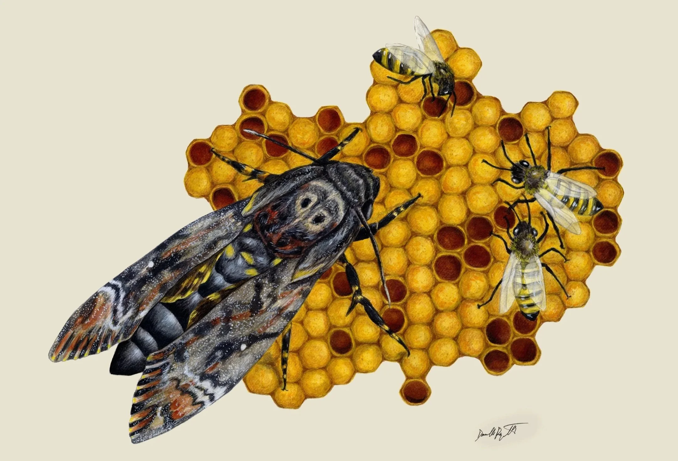 DDuquette_HoneyTrap.jpg