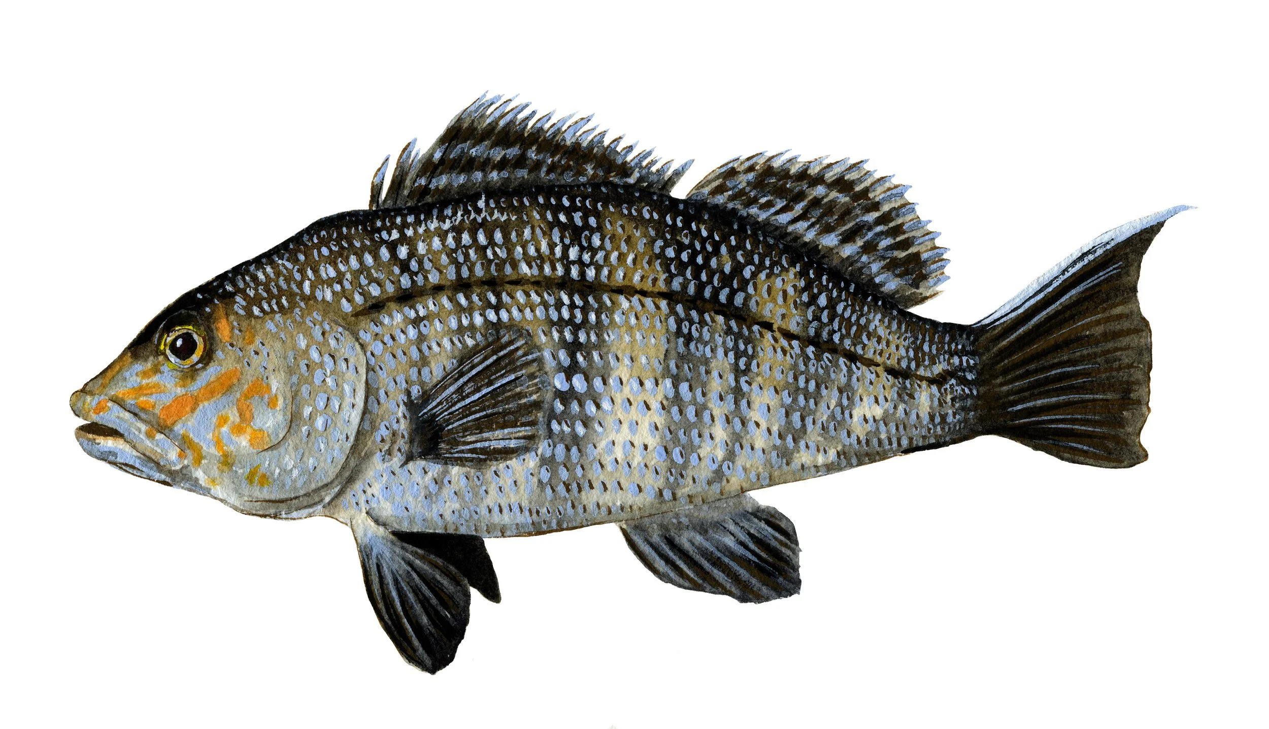JuveBlackSeaBass_3mb.jpeg