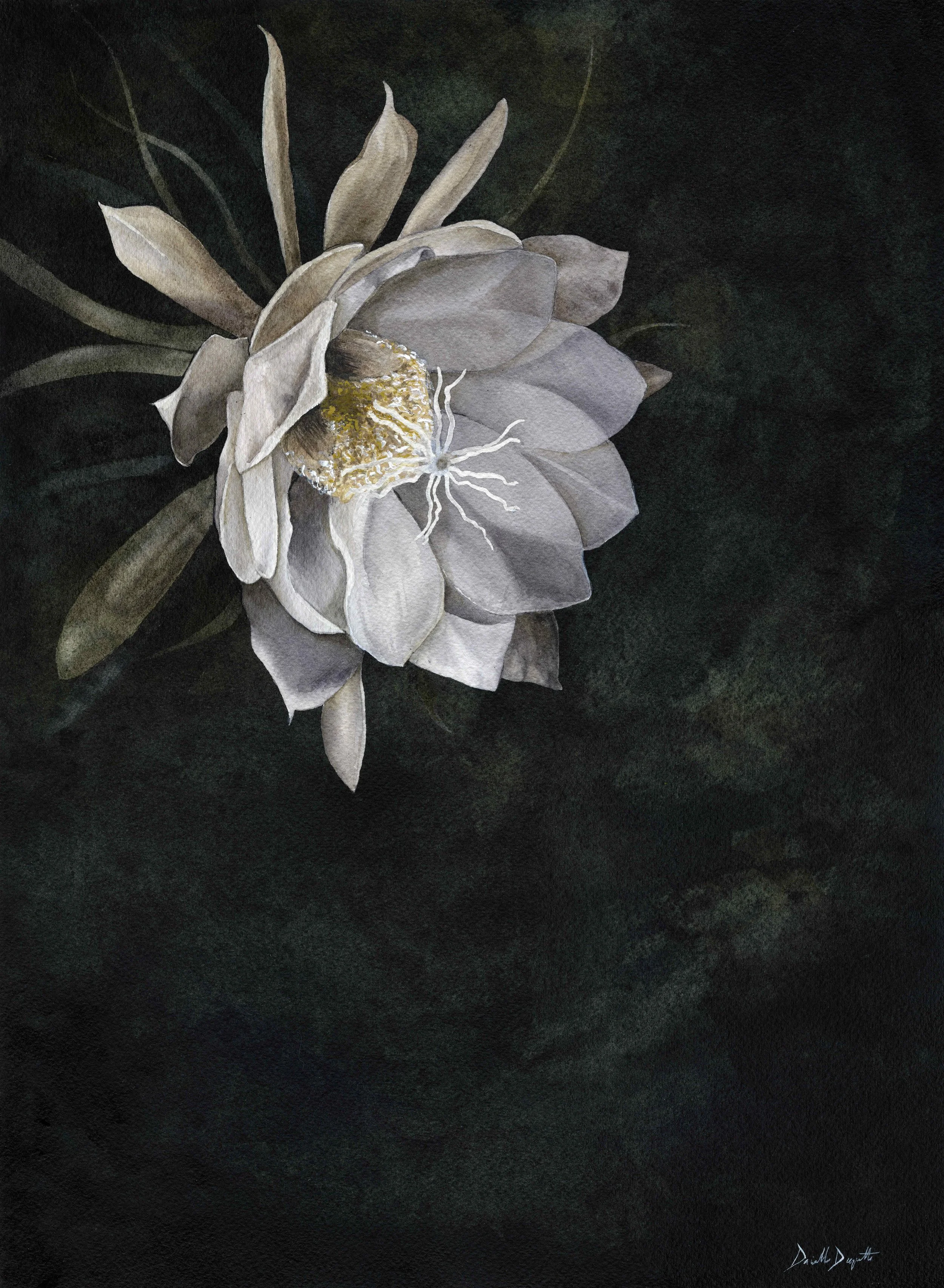 "Queen of the Night" - Watercolor on paper