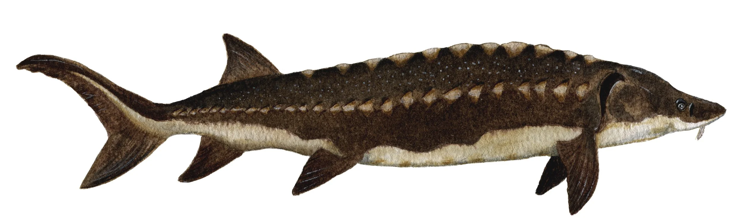 ShortnosedSturgeon.jpg