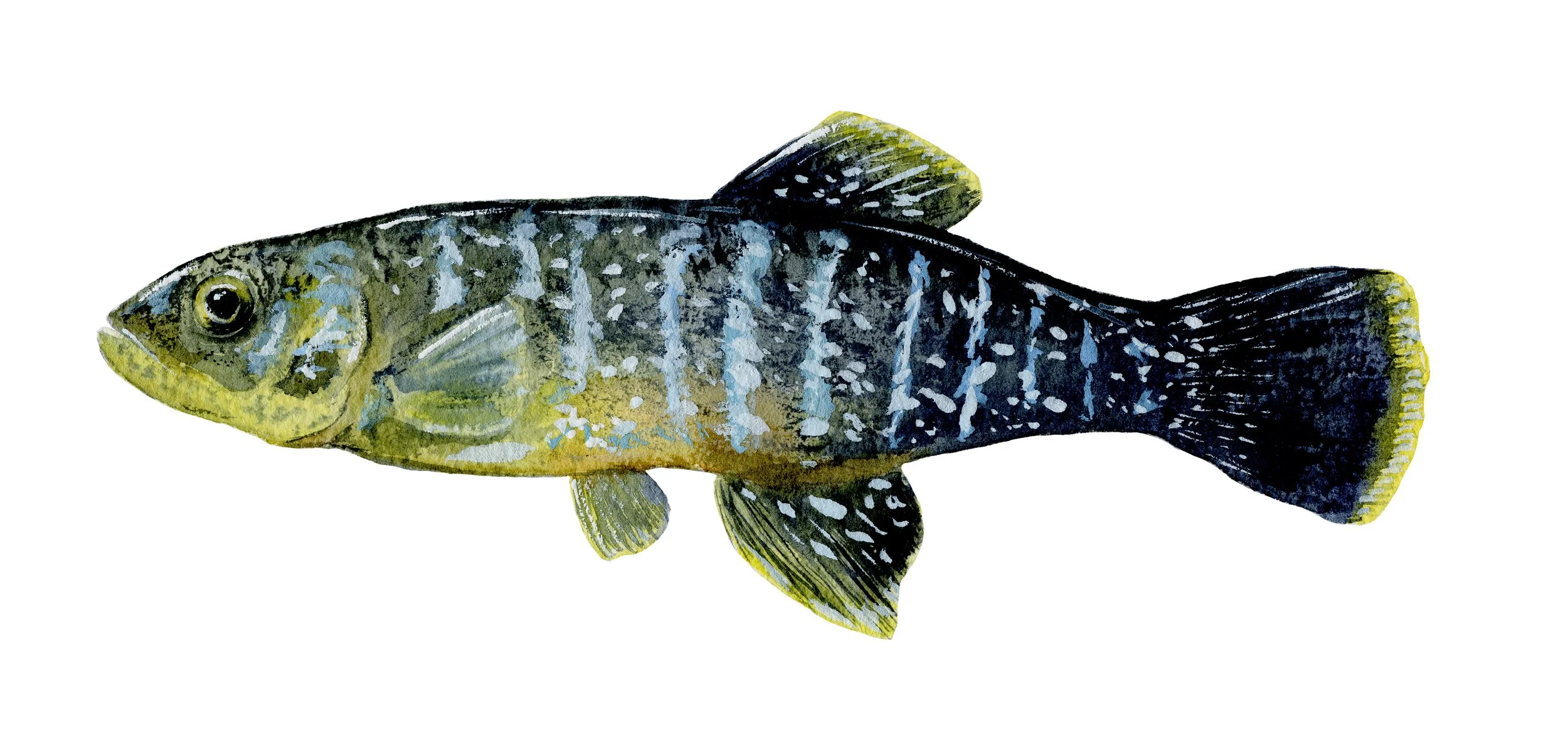 mummichog_3mb.jpeg
