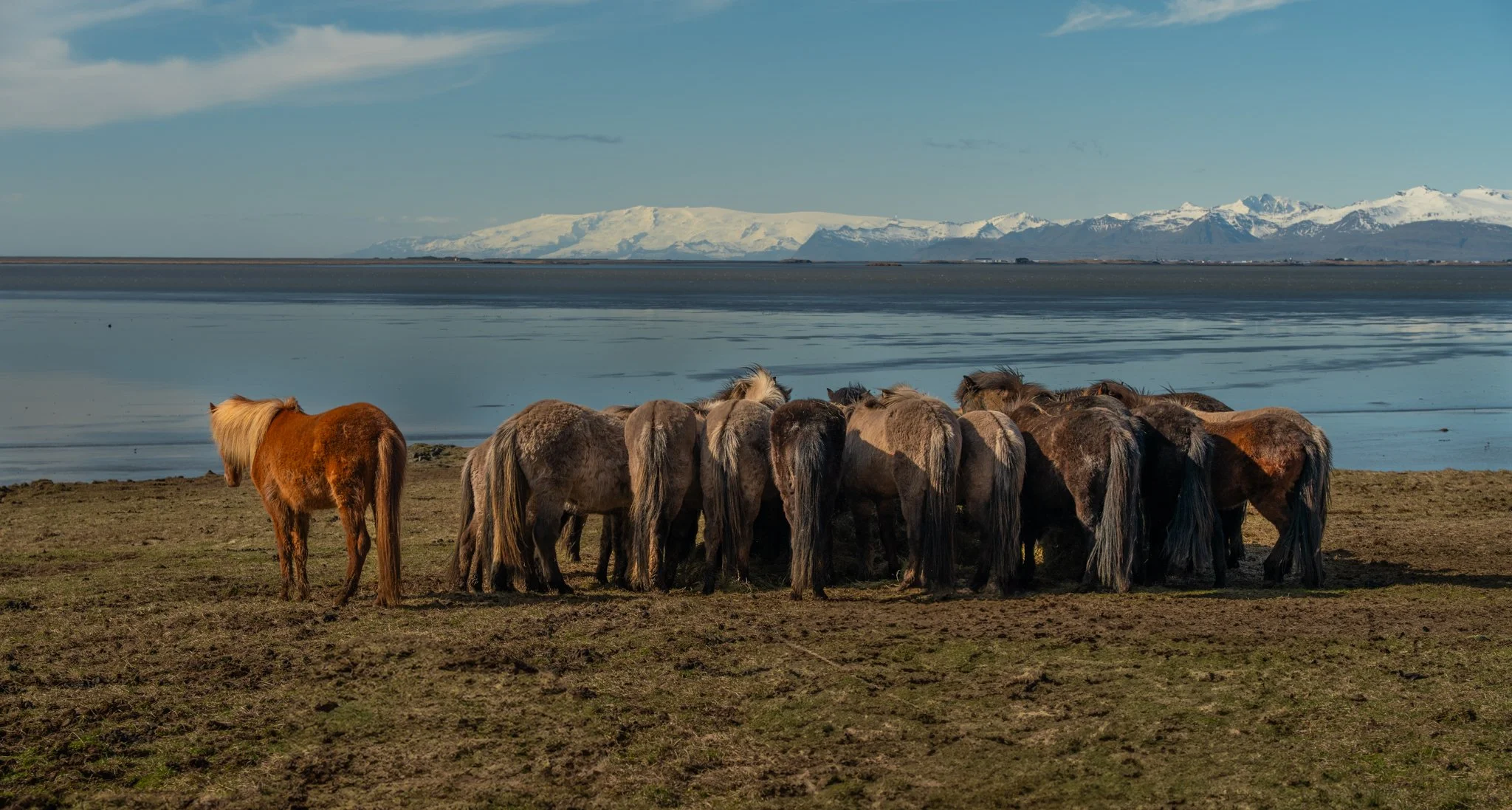 A group of horses standing on a grassy area near a body of water with mountains in the background under a partly cloudy sky.