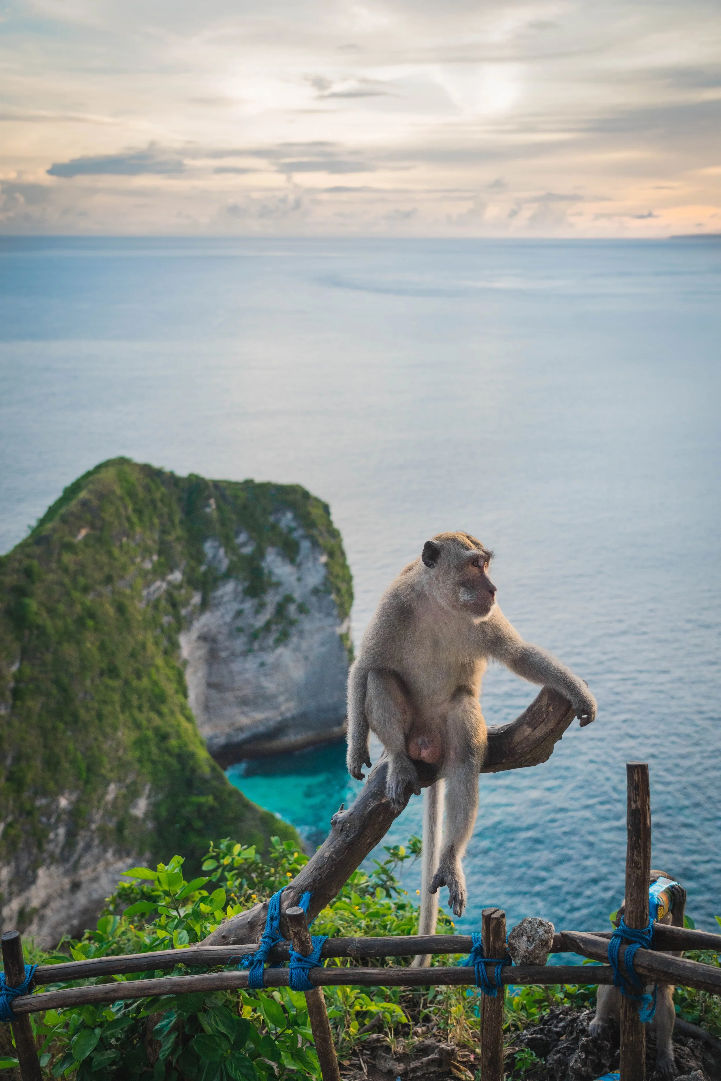 A monkey sitting on a wooden branch with a scenic ocean view, a green cliff, and a cloudy sky in the background.