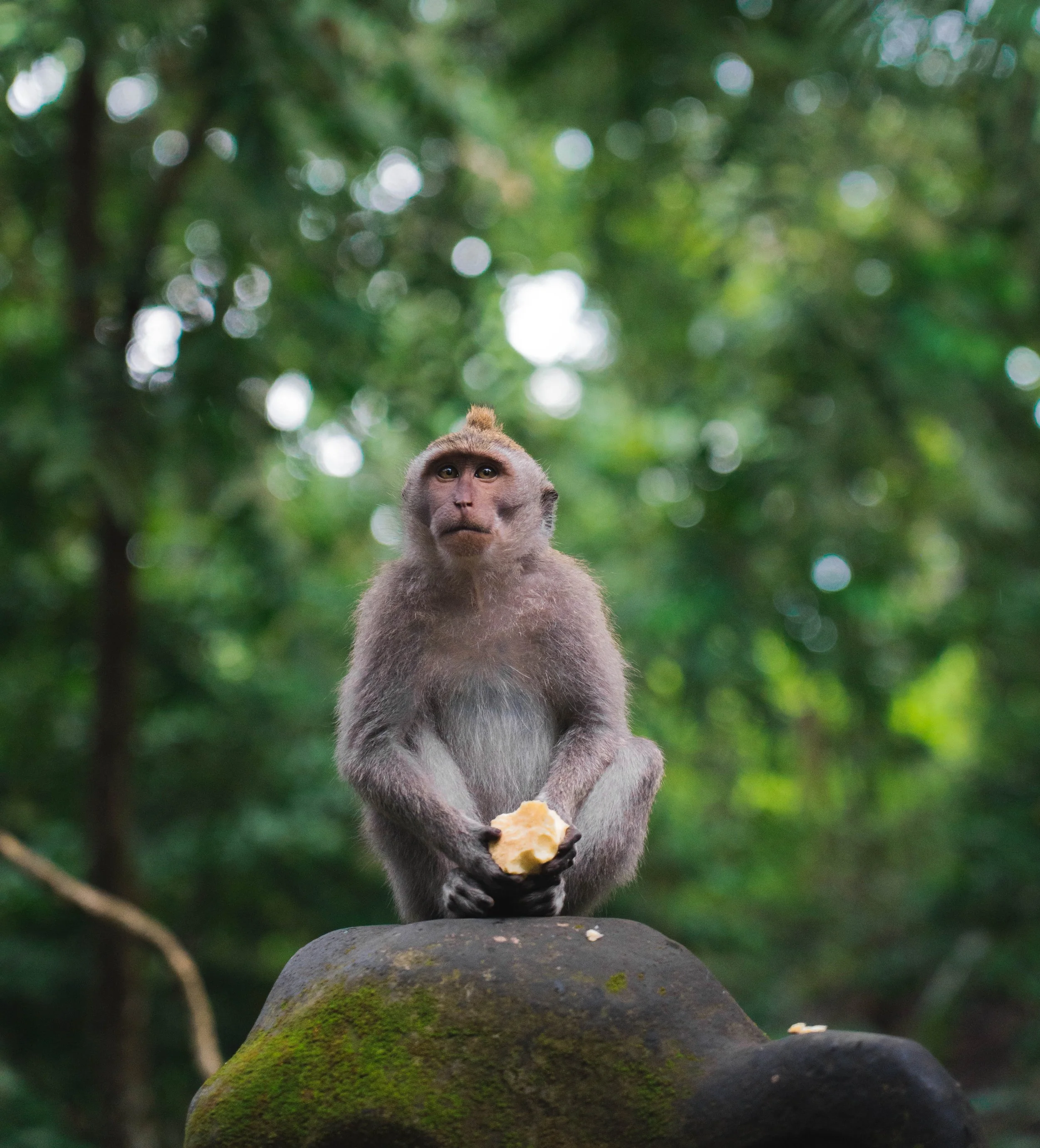 Monkey with light brown fur holding a piece of food while sitting on a rock, with a blurred green forest background.