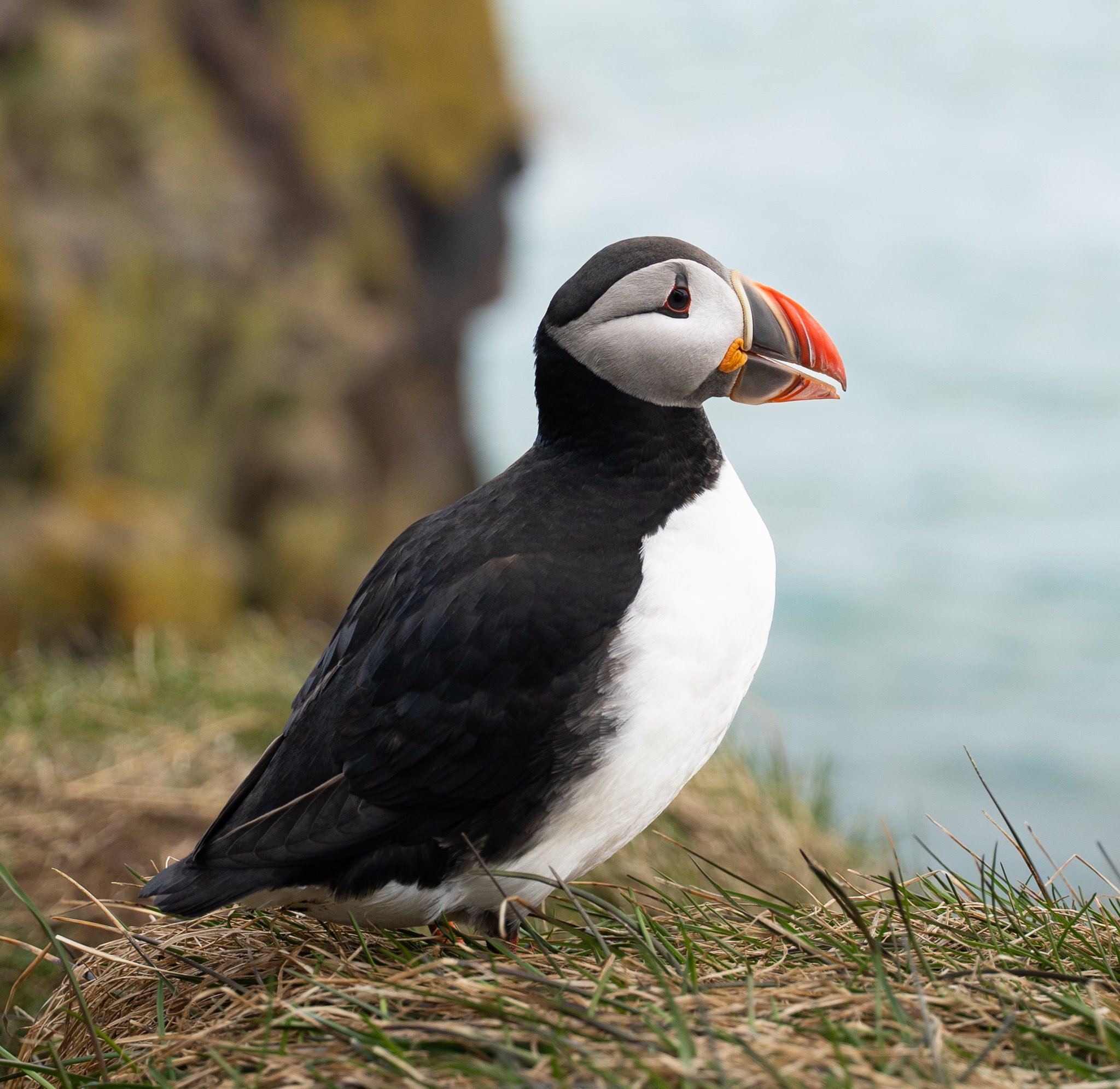 A puffin bird standing on a nest of grass and twigs