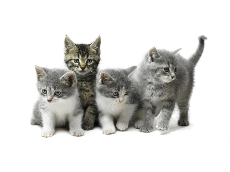 More Stikitty kitties.