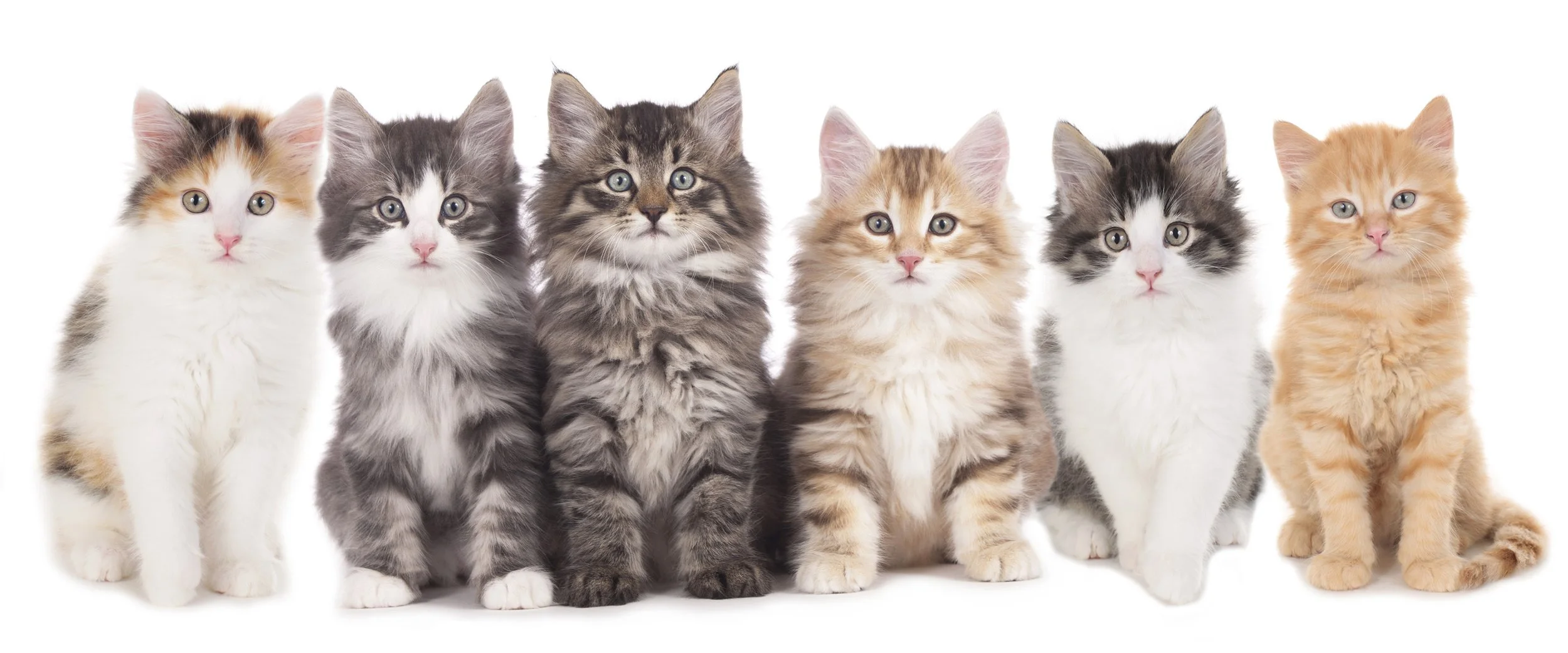 Stikitty kitties who represent the world's most innovative (and stylish) cat litter mat.