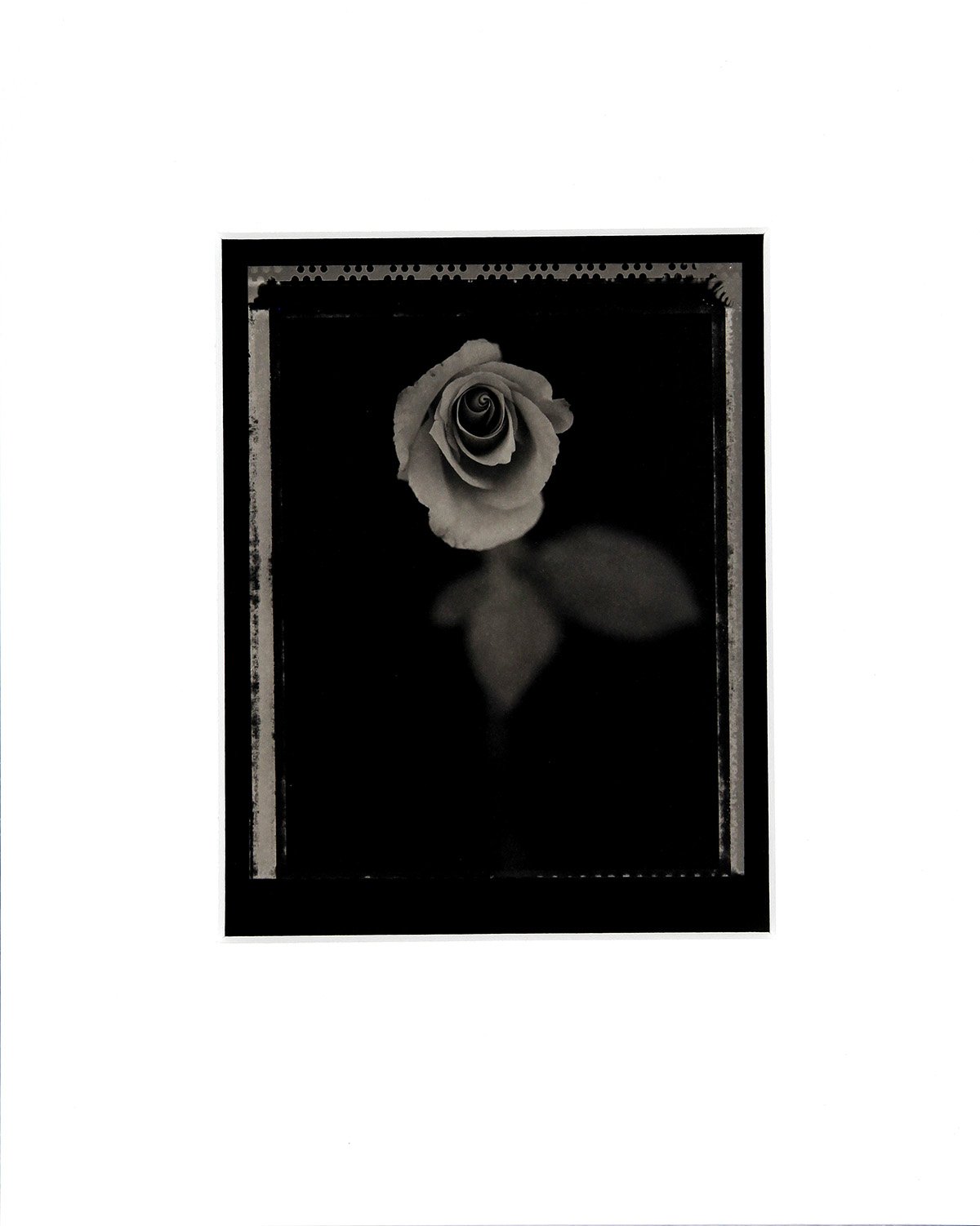 One Rose