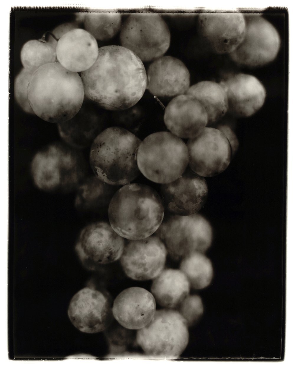 An artistic photograph of a bunch of grapes against a dark background, utilizing a technique of solarizing type 55 Polaroid. Printed in silver gelatin. Created by Sam Devine Tischler © all rights reserved
