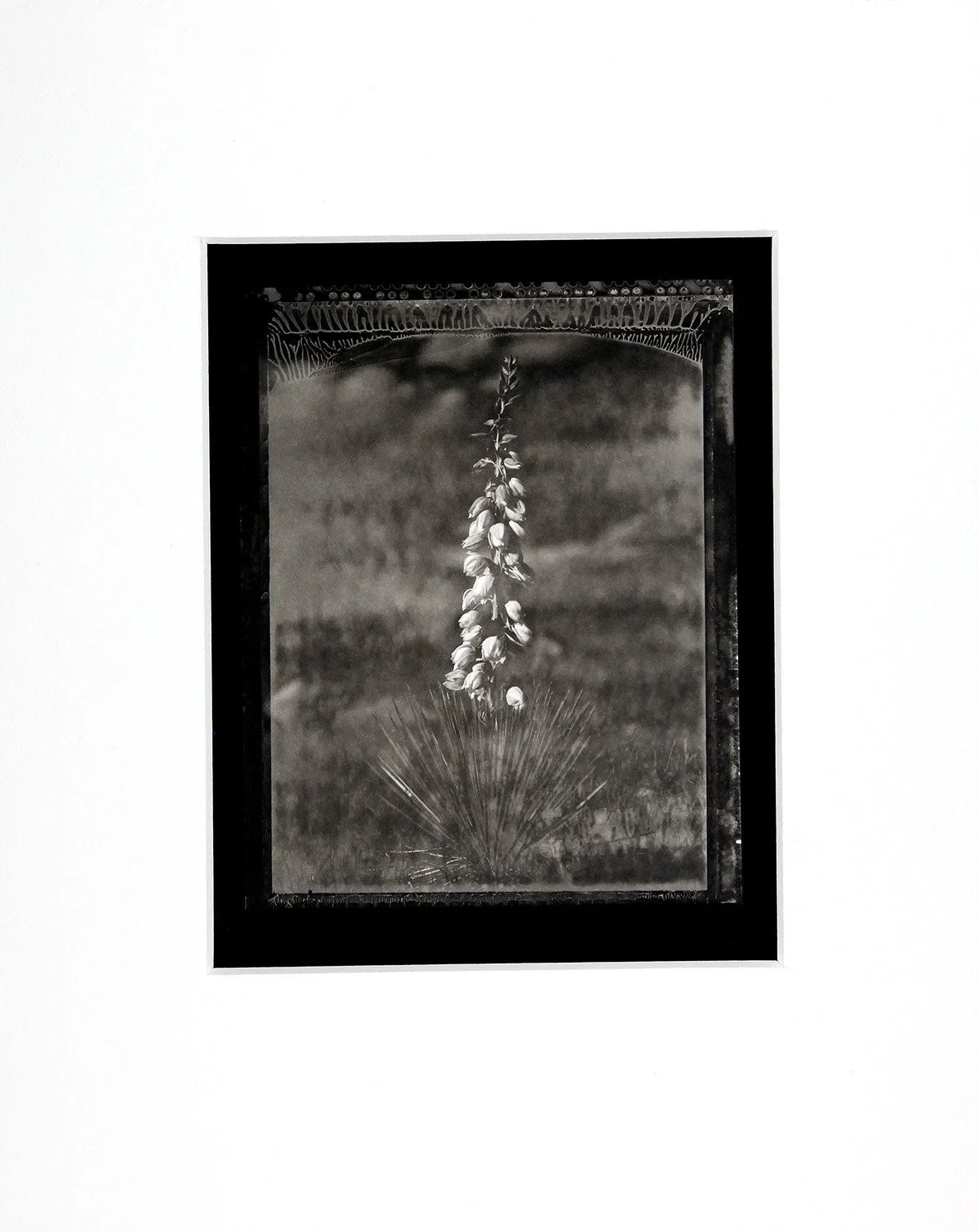 Yucca 2002