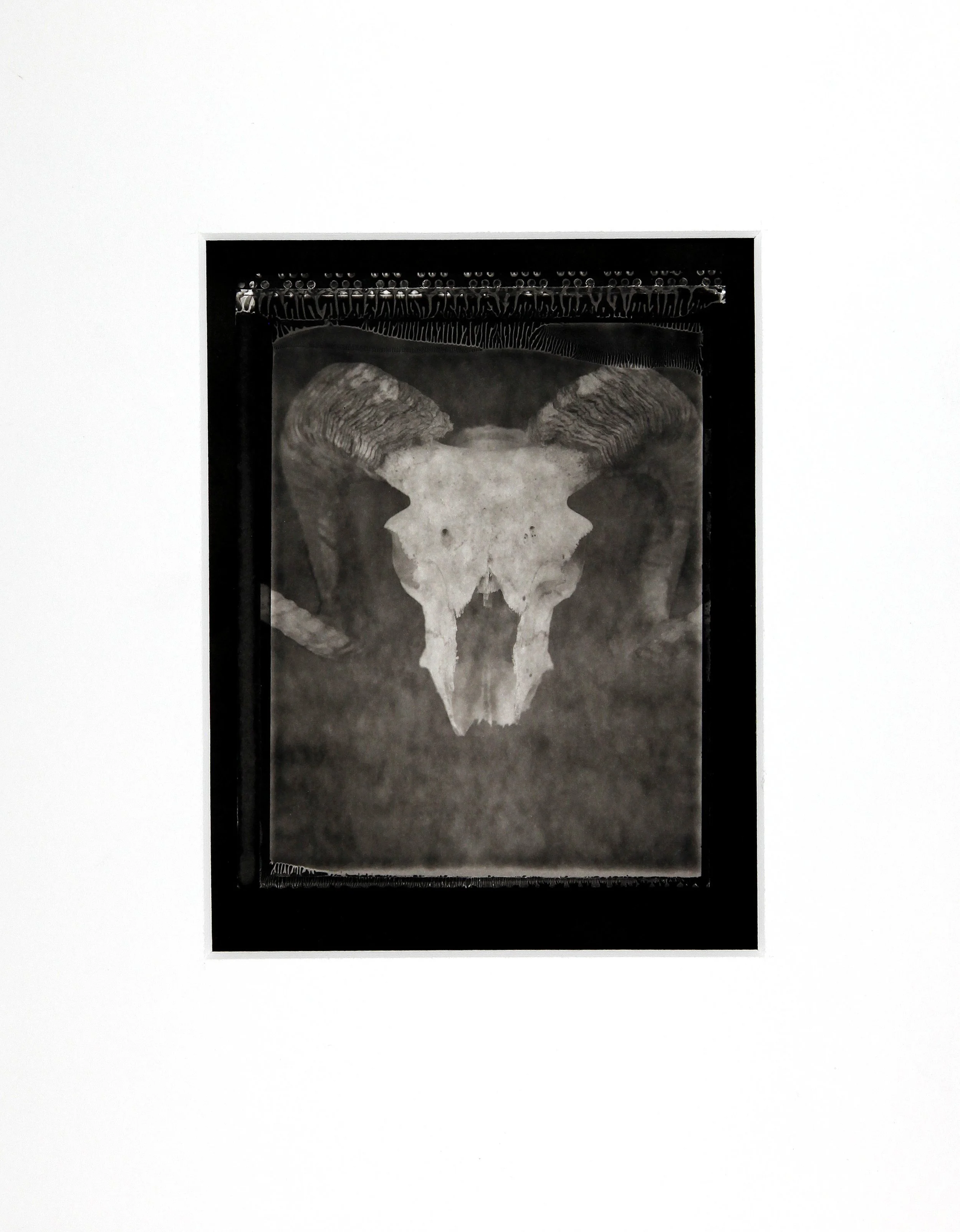 Ram Skull