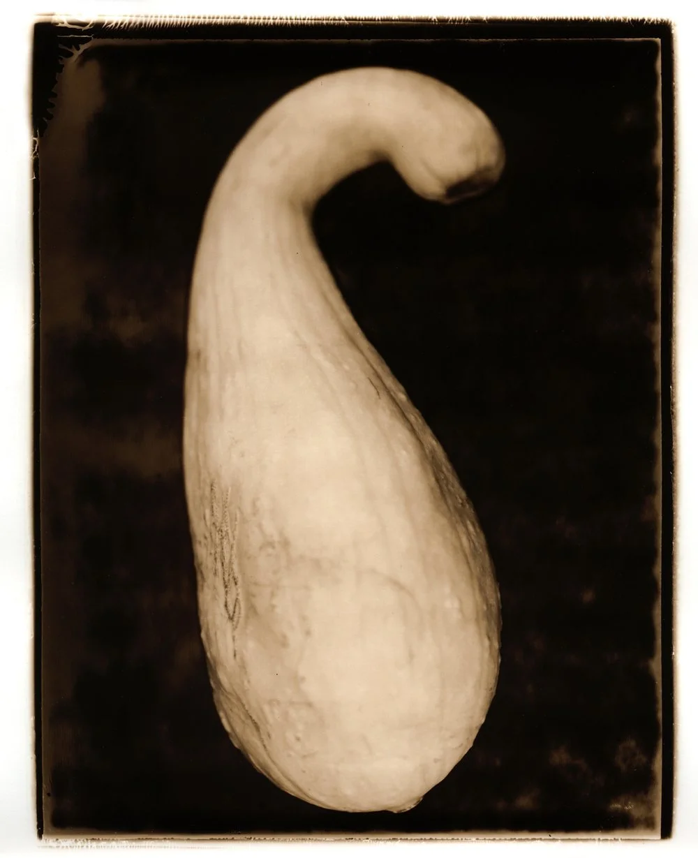 toned silver gelatin print of a summer squash. Created by Sam Devine Tischler © all rights reserved