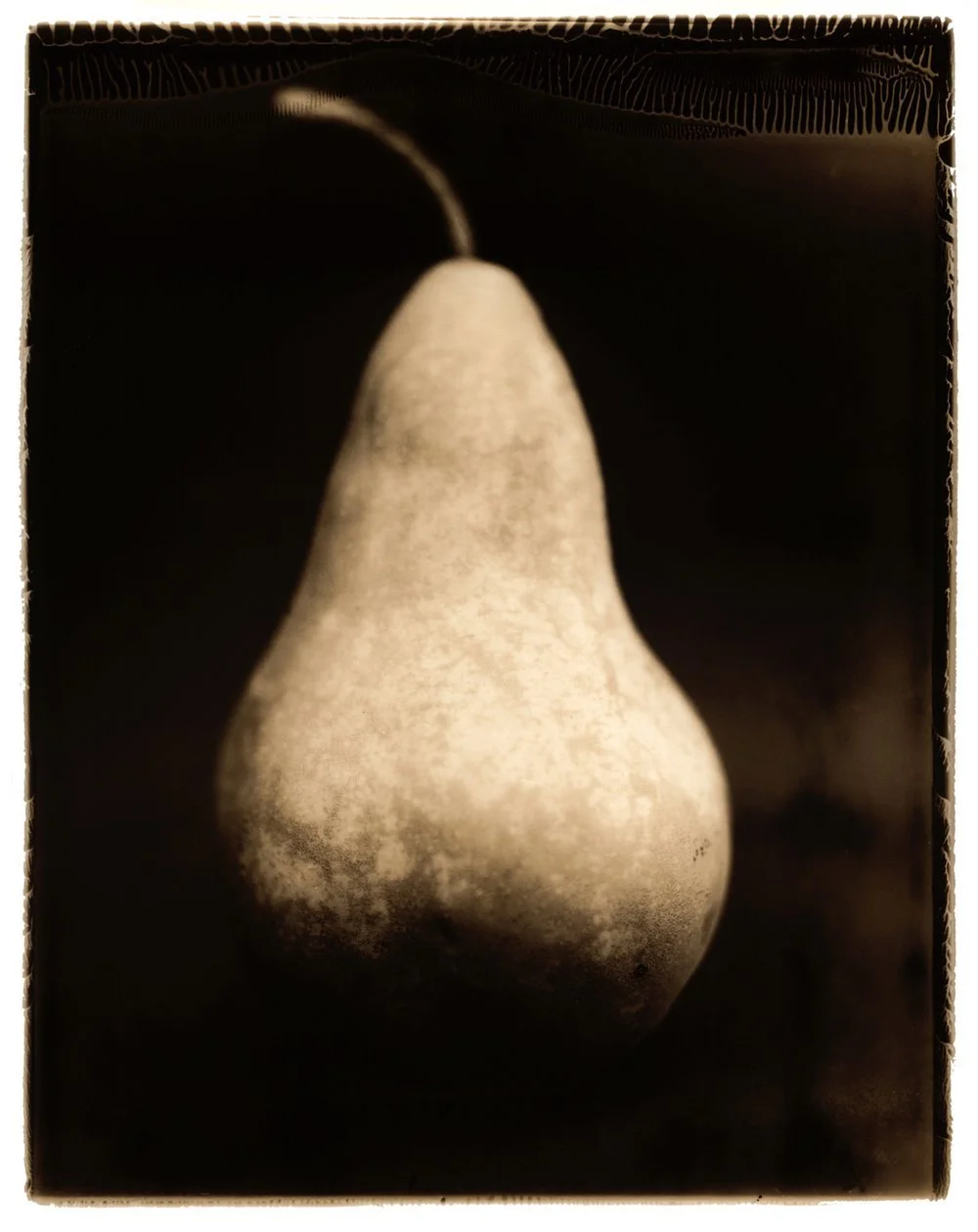 An artistic photograph of a pear utilizing a technique of solarizing type 55 Polaroid. Printed in sepia-toned silver gelatin. Created by Sam Devine Tischler © all rights reserved