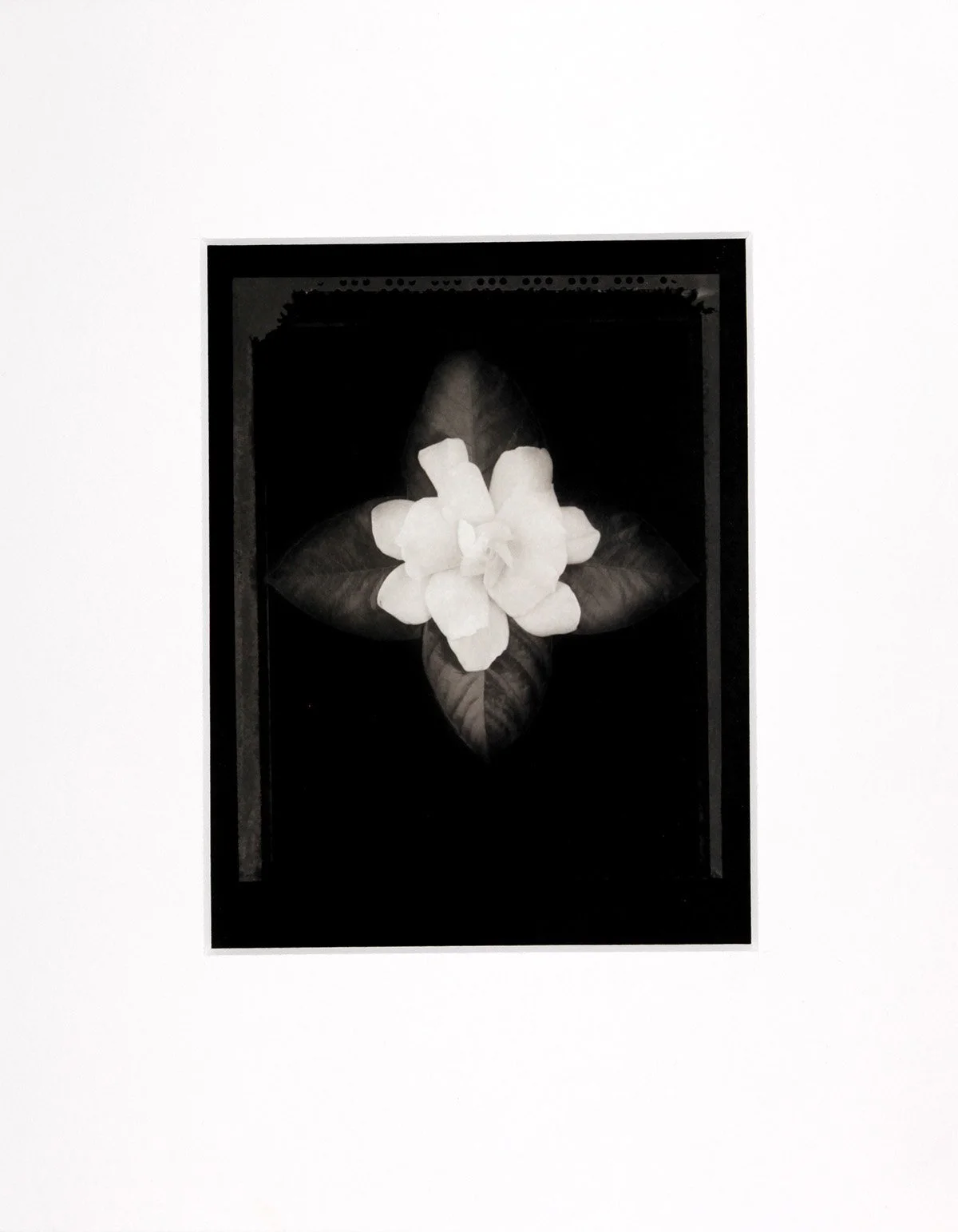 Gardenia