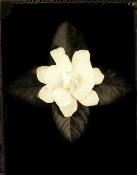 imgi_3_gardena600.jpg+copy.jpg