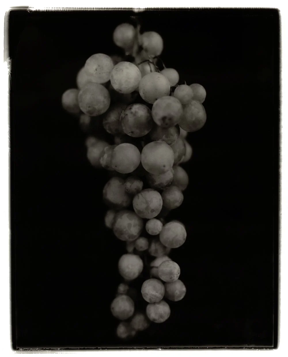 An artistic photograph of a bunch of grapes against a dark background, utilizing a technique of solarizing type 55 Polaroid. Printed in silver gelatin. Created by Sam Devine Tischler © all rights reserved