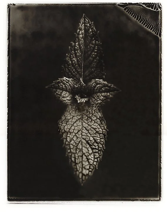An artistic photograph of a mint sprig against a dark background, utilizing a technique of solarizing type 55 Polaroid. Printed in silver gelatin. Created by Sam Devine Tischler © all rights reserved