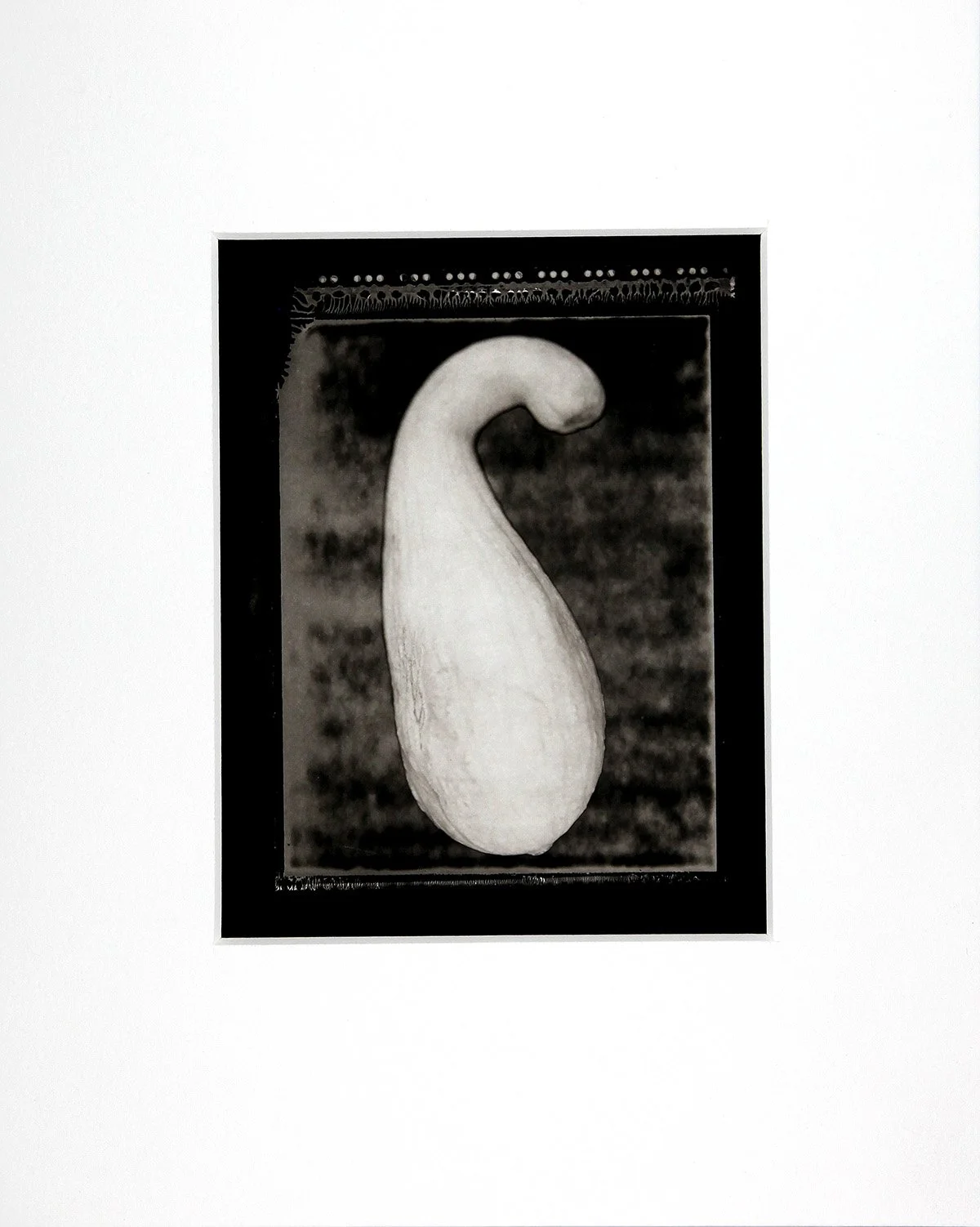 Squash 2001 Platinum Palladium Print