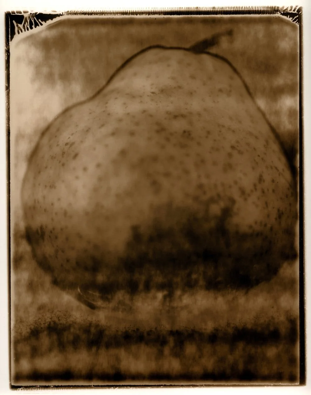 An artistic photograph of a pear utilizing a technique of solarizing type 55 Polaroid. Printed in toned silver gelatin. Created by Sam Devine Tischler © all rights reserved