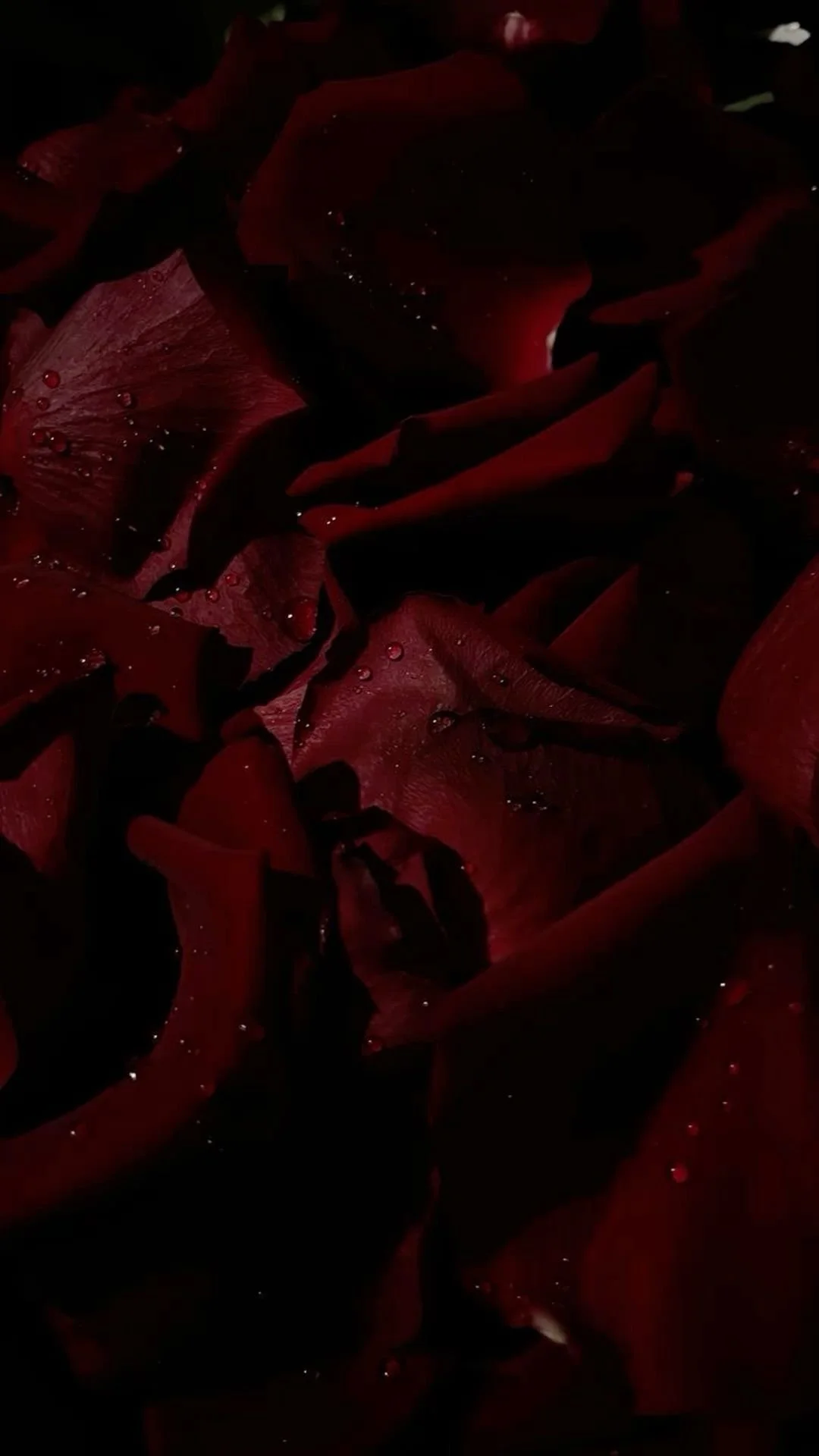 Close-up of red rose petals with water droplets.