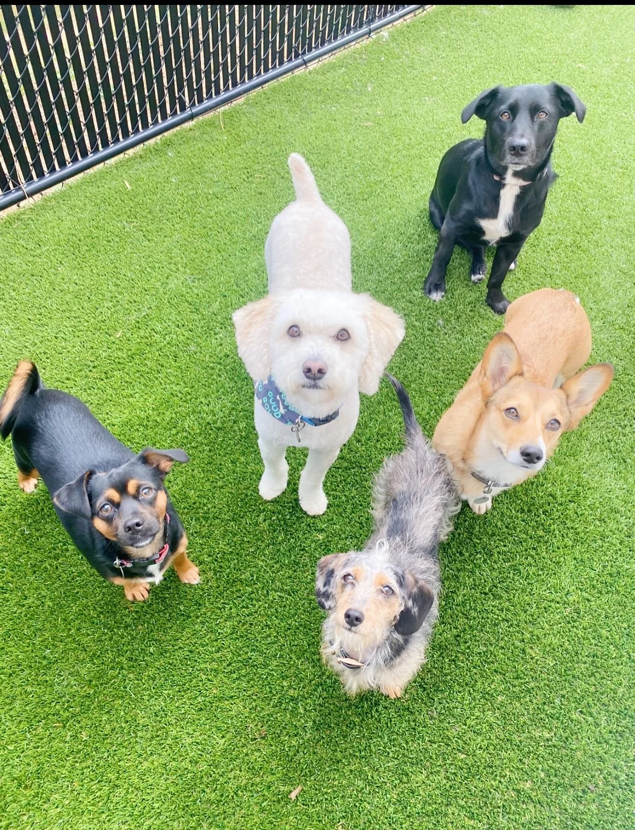 Happy national dog day!!🦴 we love each and every one of our pups and are thankful to know each one &hearts;️. We hope everyone&rsquo;s having an amazing week🫶 
#nationaldogday #wonderdogmerimmon #doggydaycareaheville #ashevilledoggydaycare #dogboar